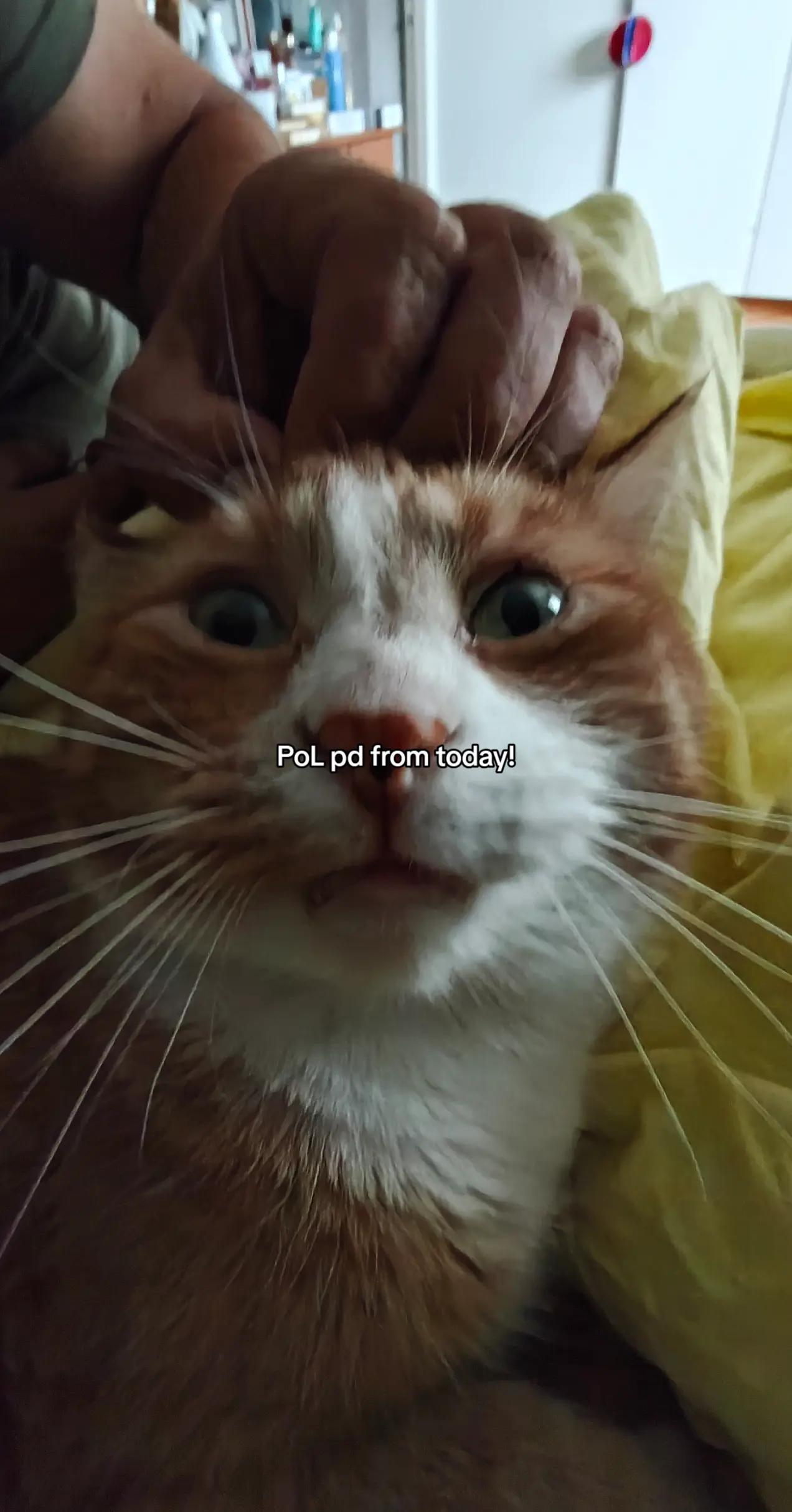 @๐๐ก๐ข๐ฉ๐ฌ๐๐งÅ๐ฅ๐๐ง๐โ