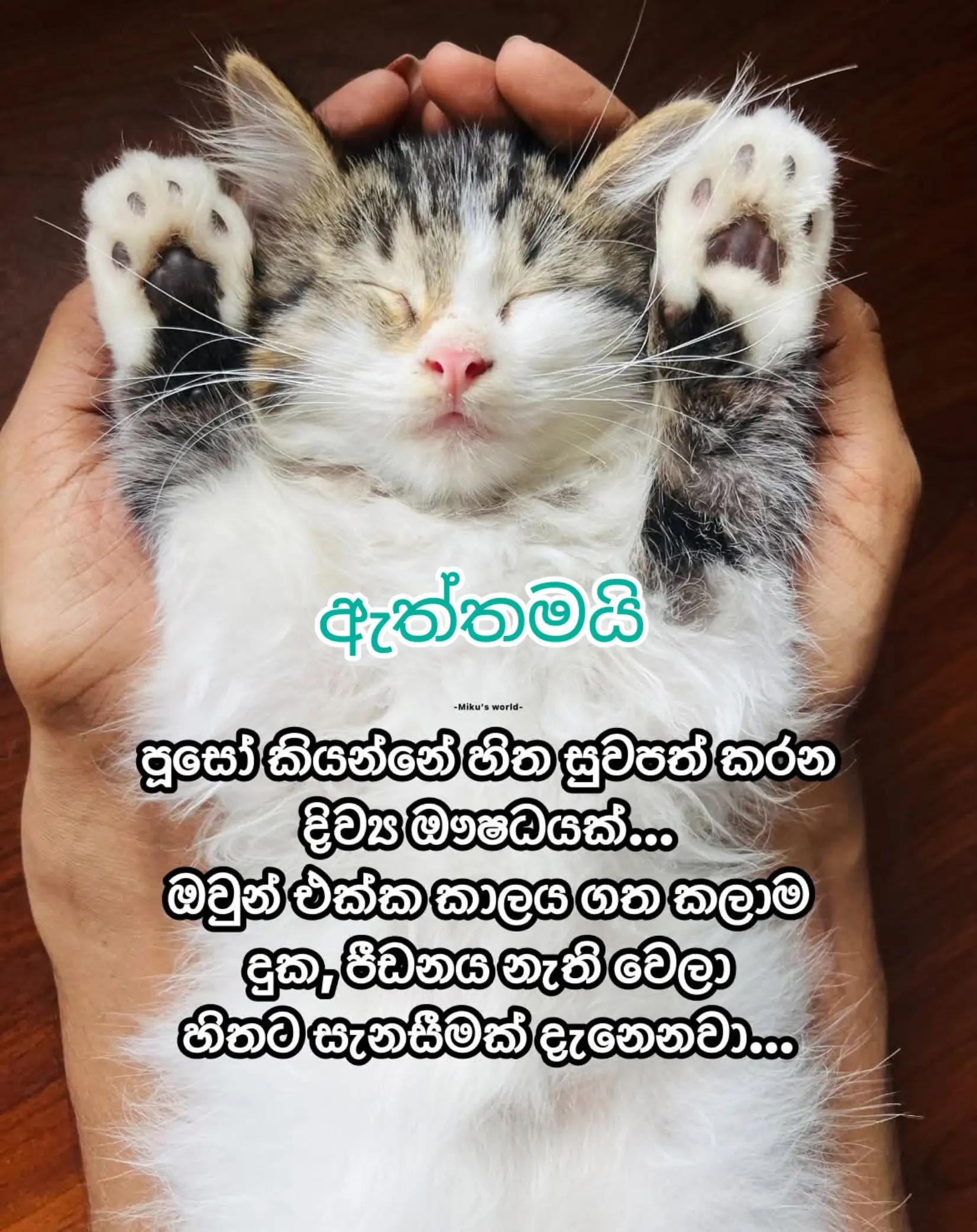 @Nilu Ranaweera 🇬🇧🇱🇰