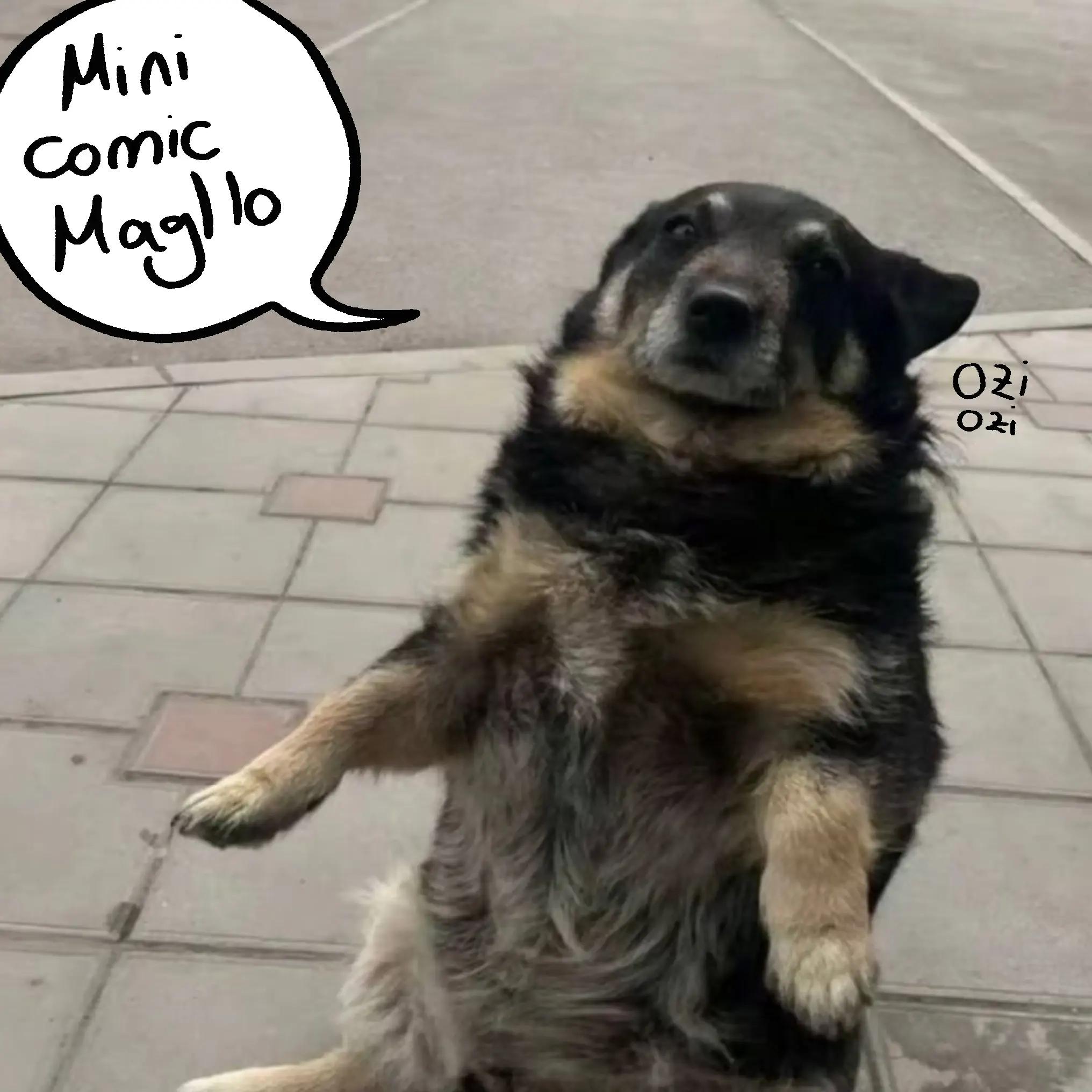 @Husky IV