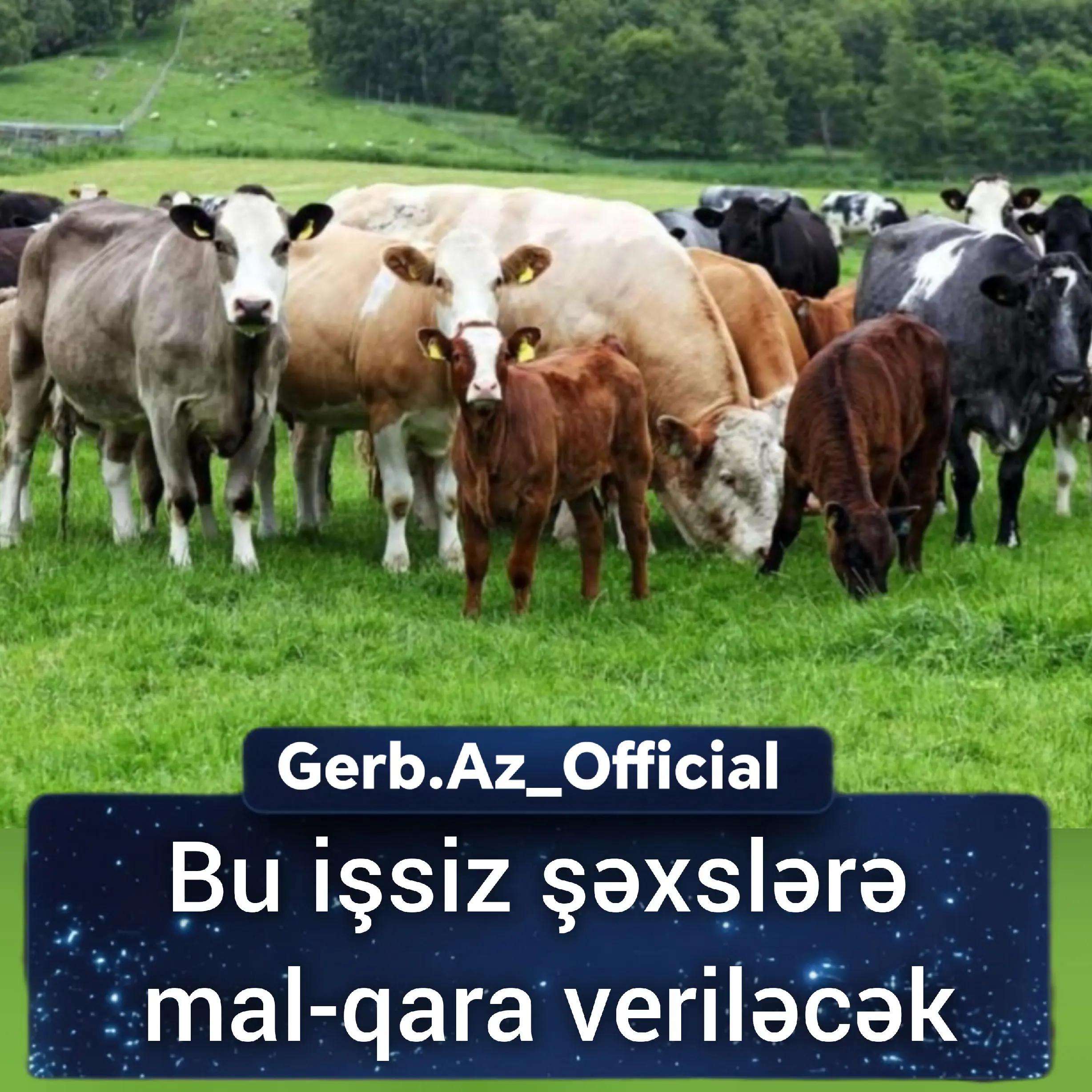 @Gerb.Az