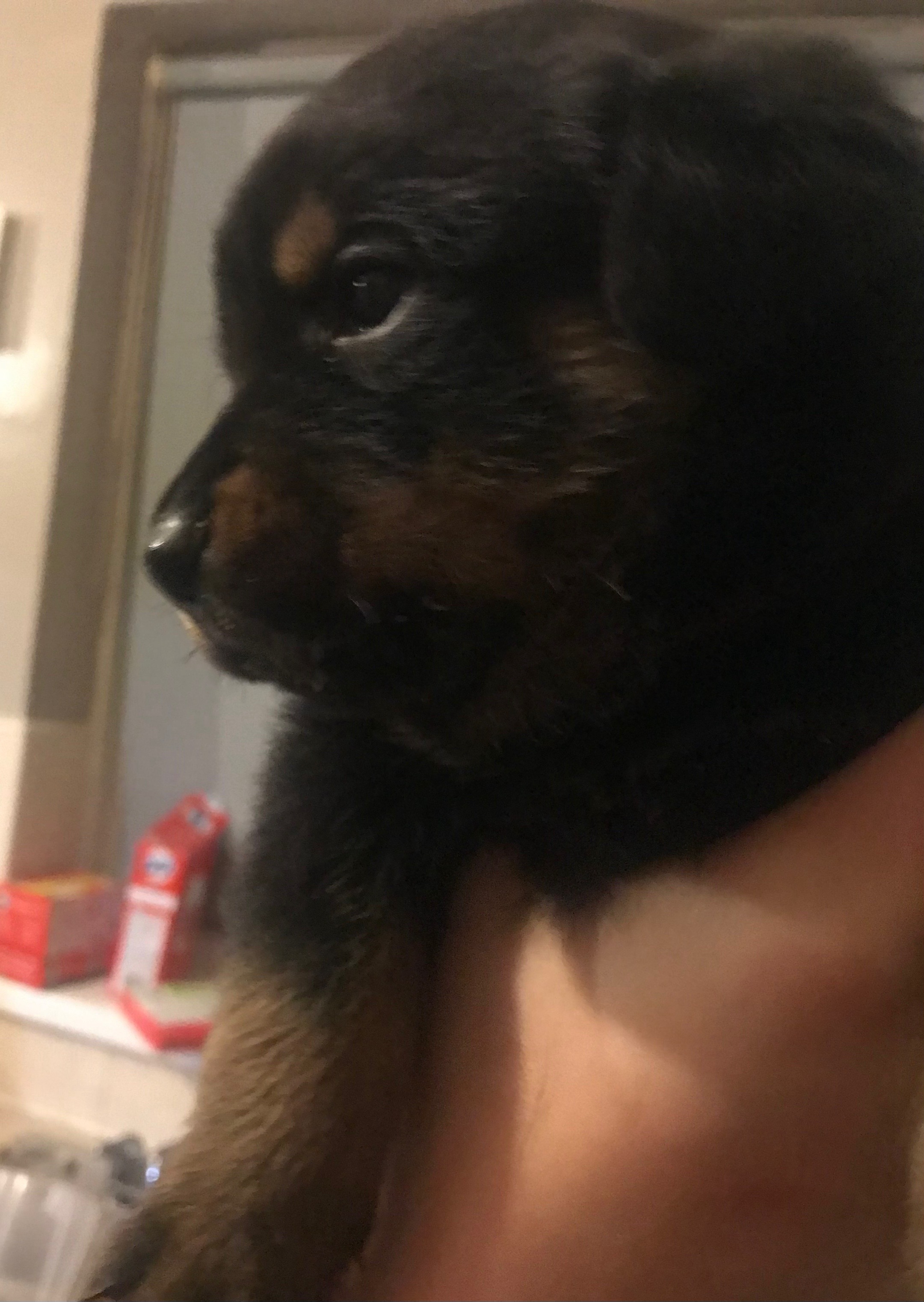 @Mum to 2 Rottweilers