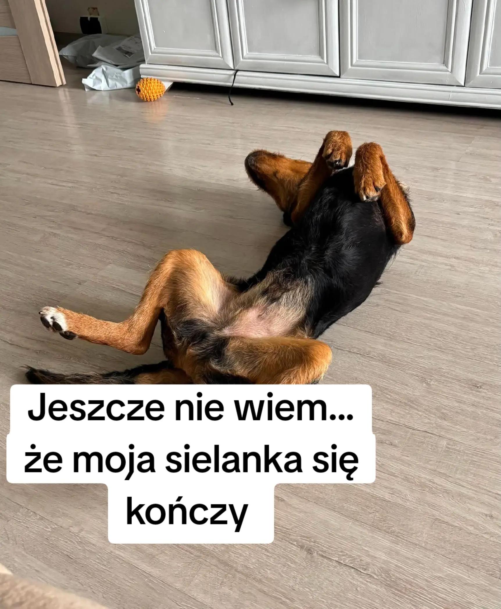 @fundacja4paws