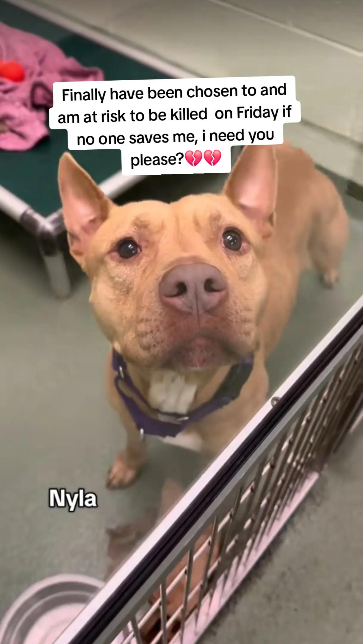 @adoptabledogsofmiami