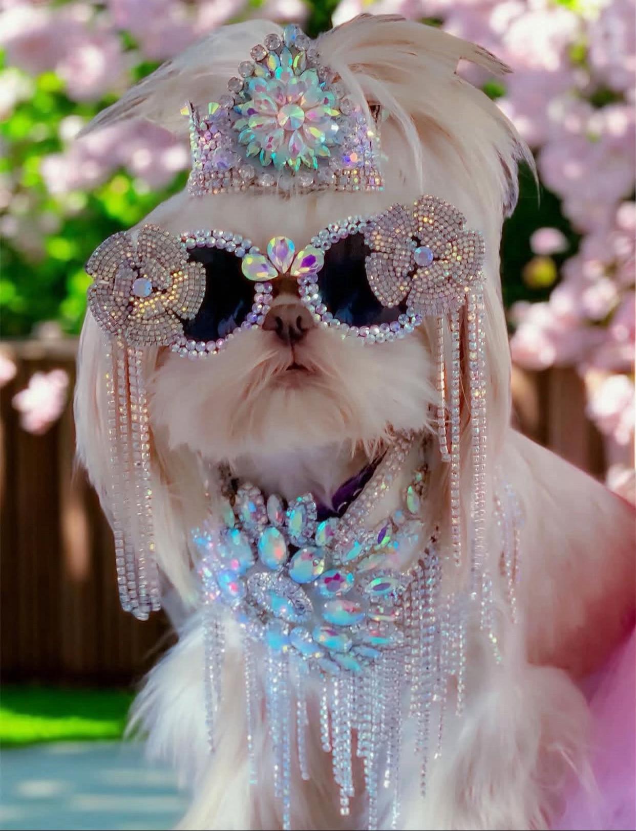 @Teacup Shih Tzu Puppies