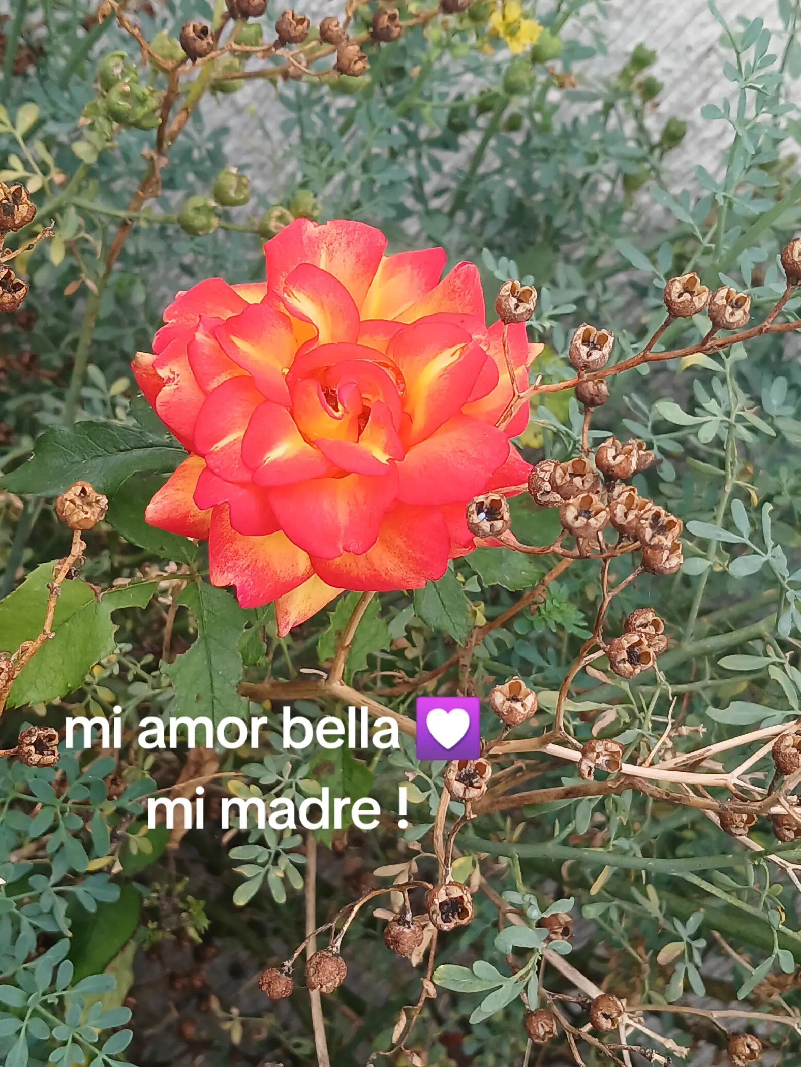 @Andromeda 💟🤍💙