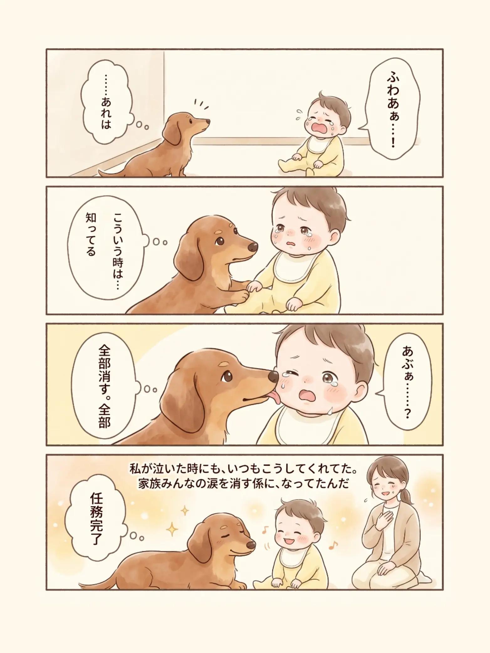 @都内のチワワ