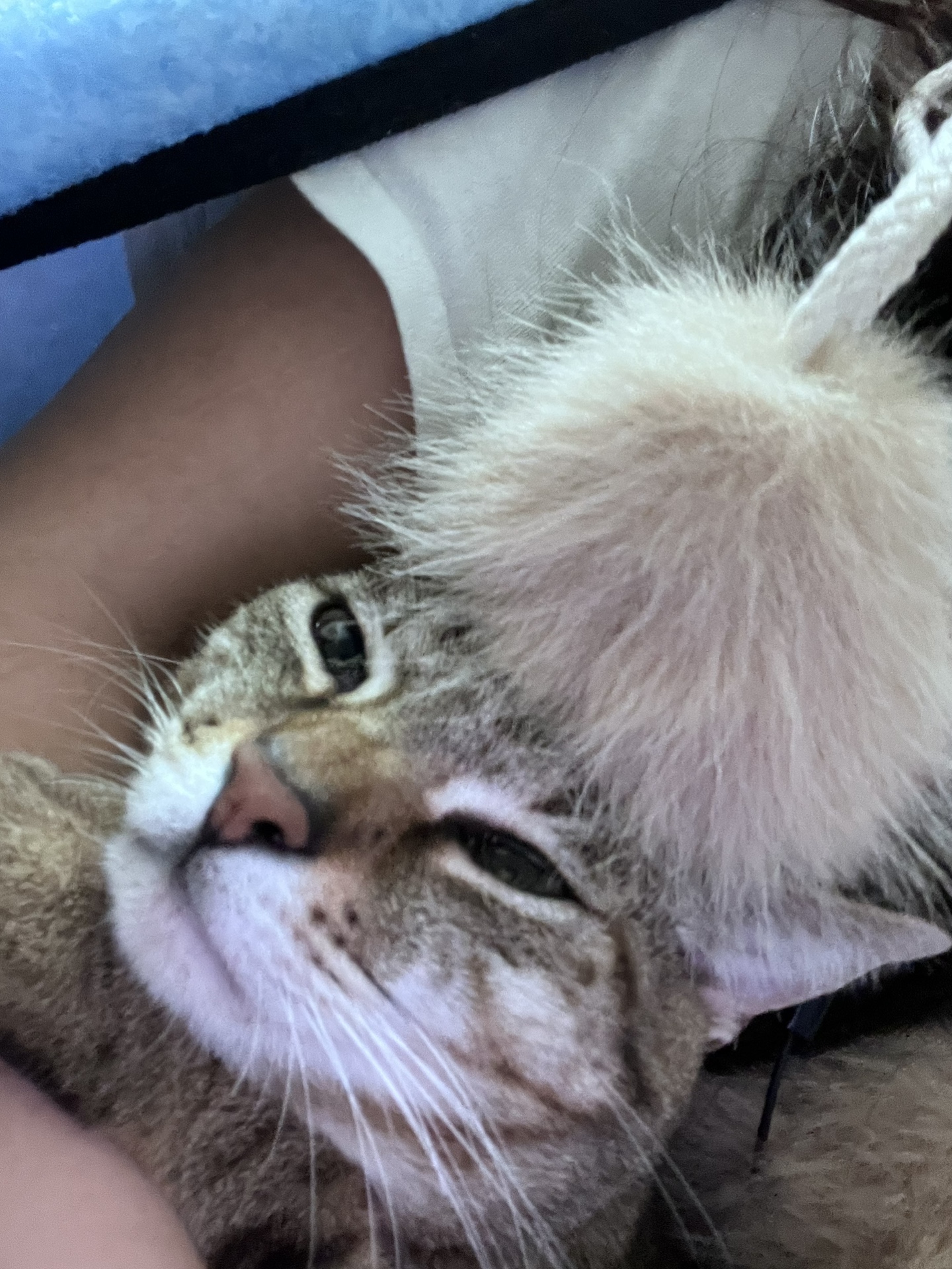 @meowcity