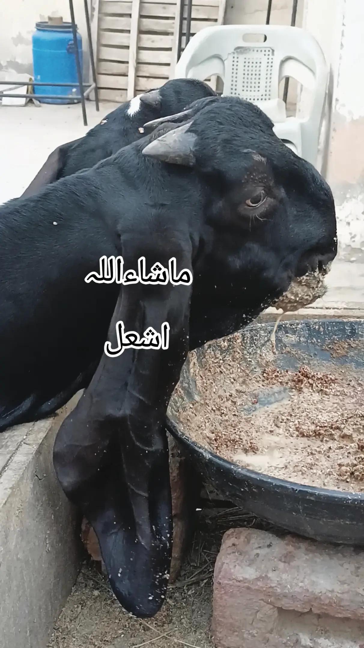 @abubakar Rajpoot