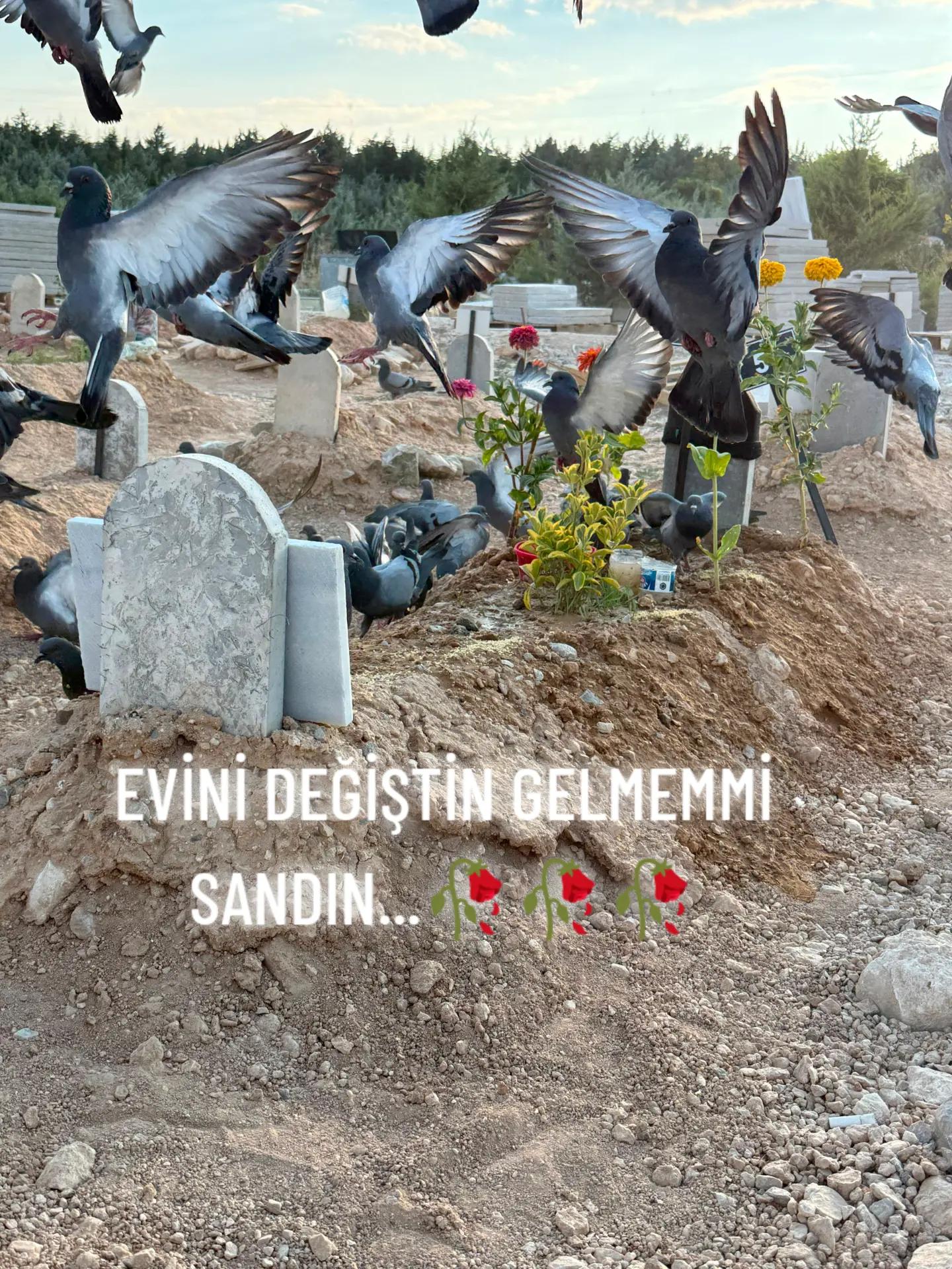 @veysel dayar