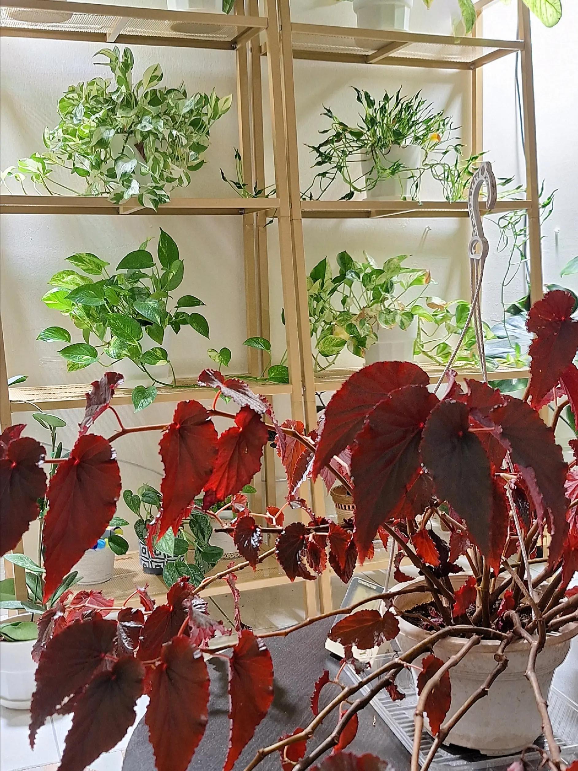 @Sara | Indoor Plants | 🇲🇾