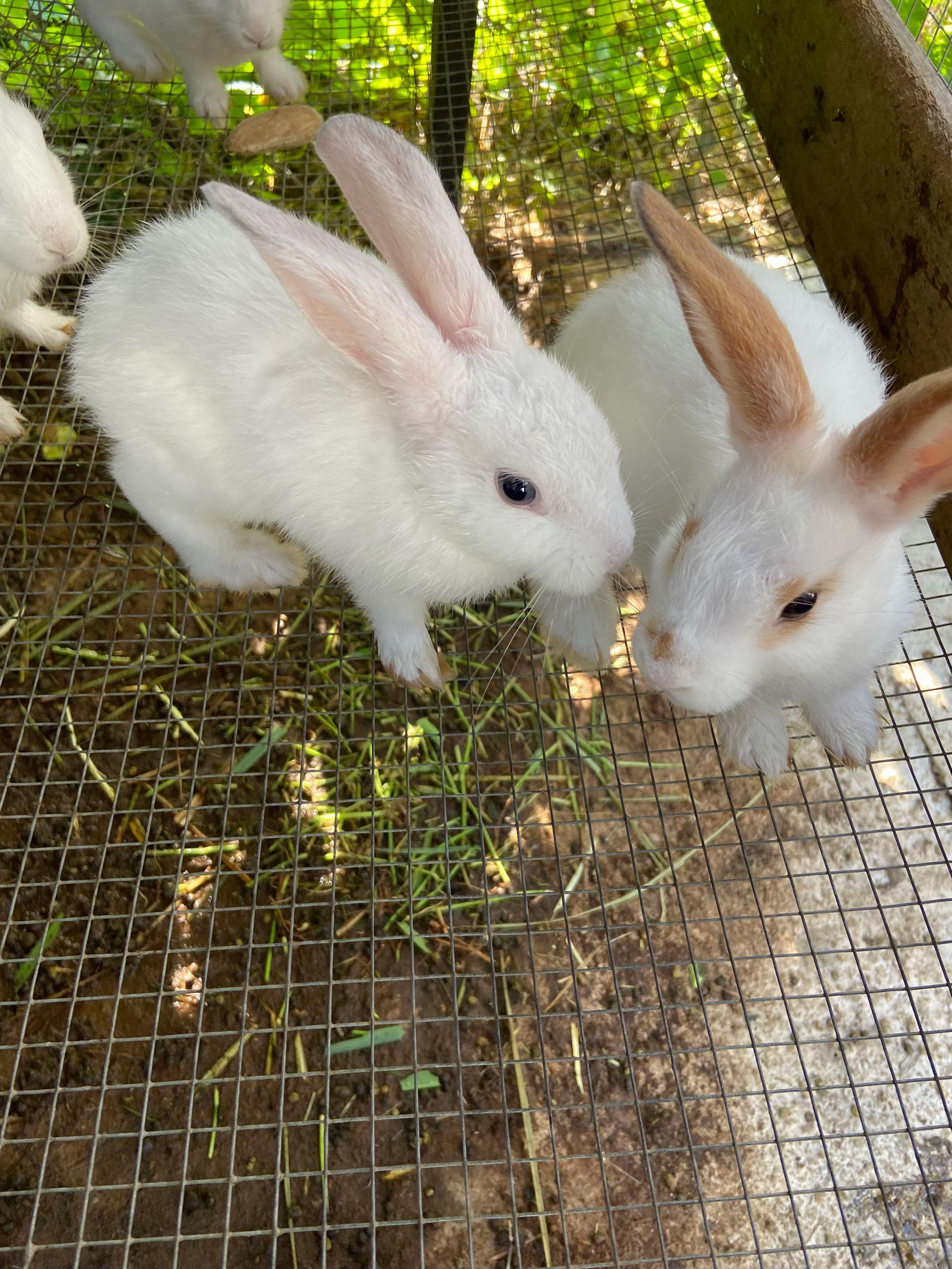 @HappyHoppersRabbitry