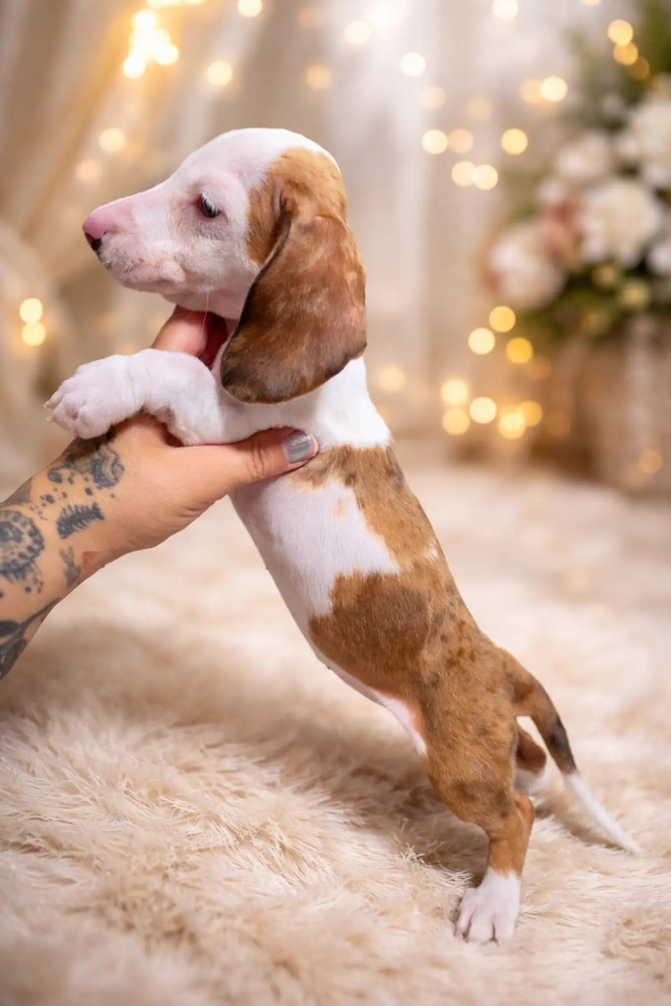 @Out.of.ink.Dachshund