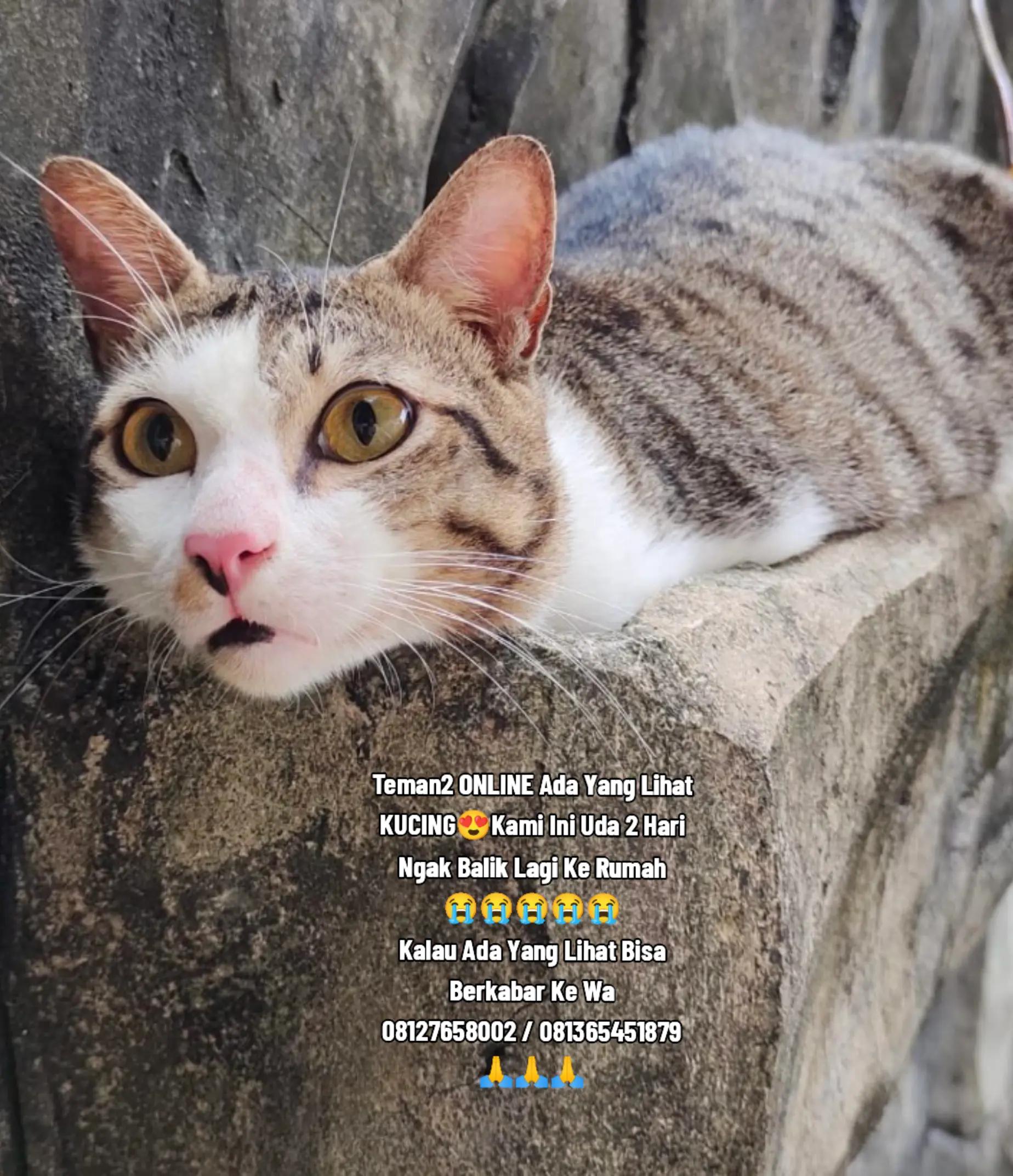 @Dewi Handayani