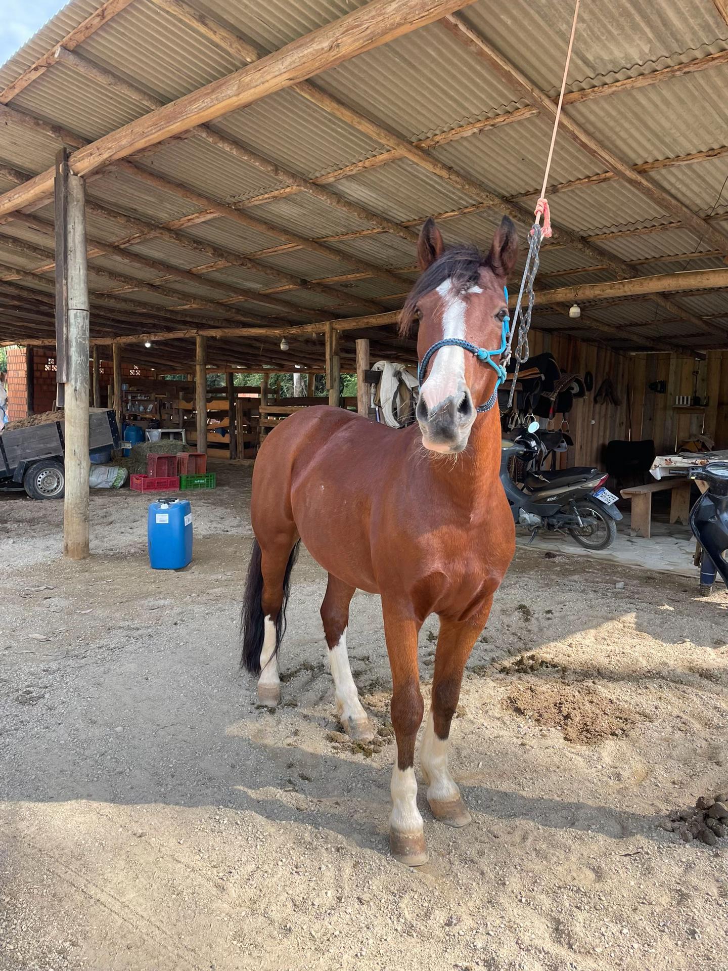 @Dona do Colorado🤎🐴