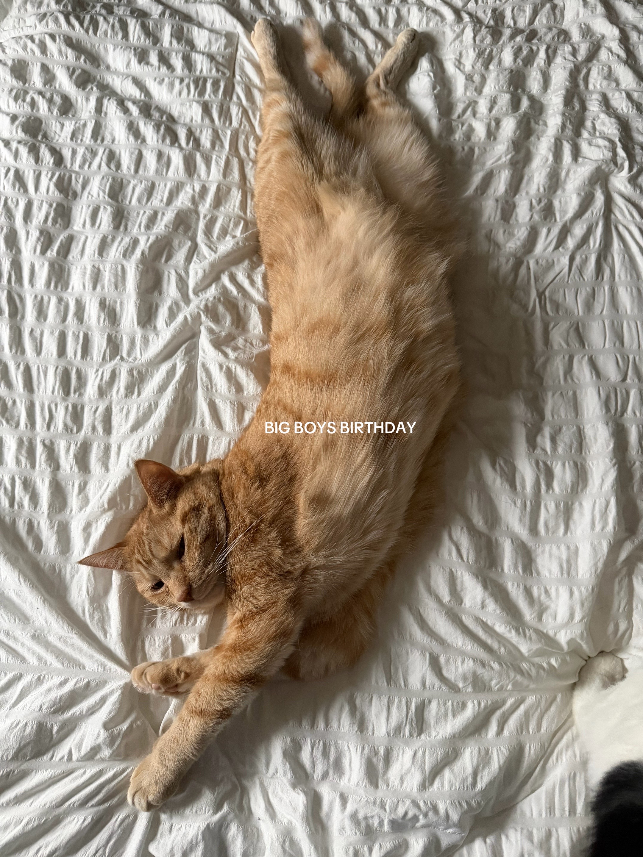 @bink the big orange cat