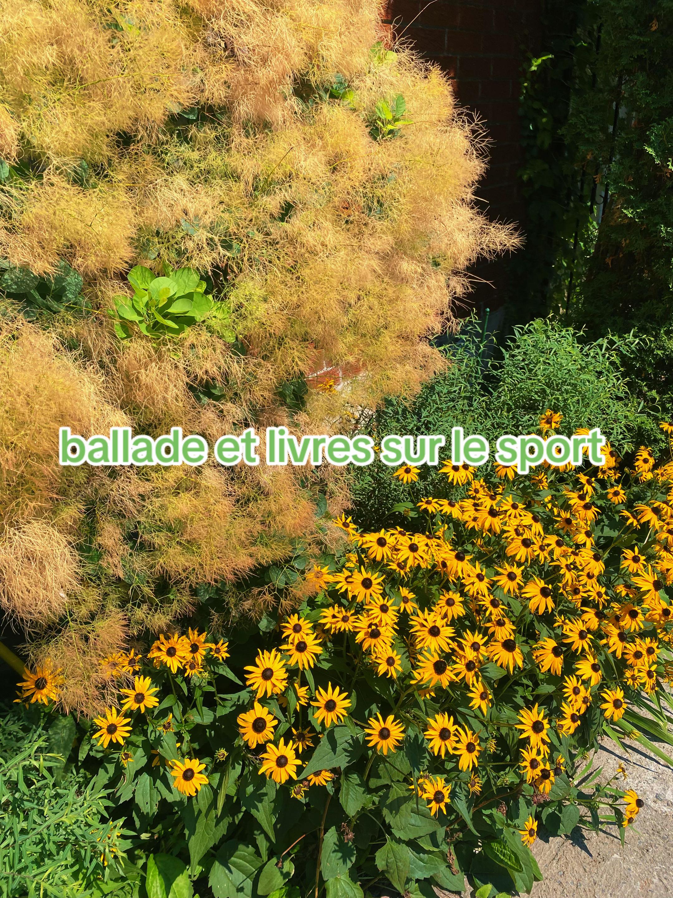 @bibliolibre