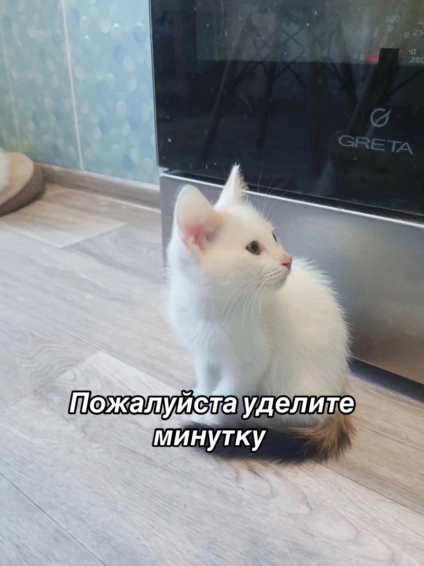 @Приют Потеряшка
