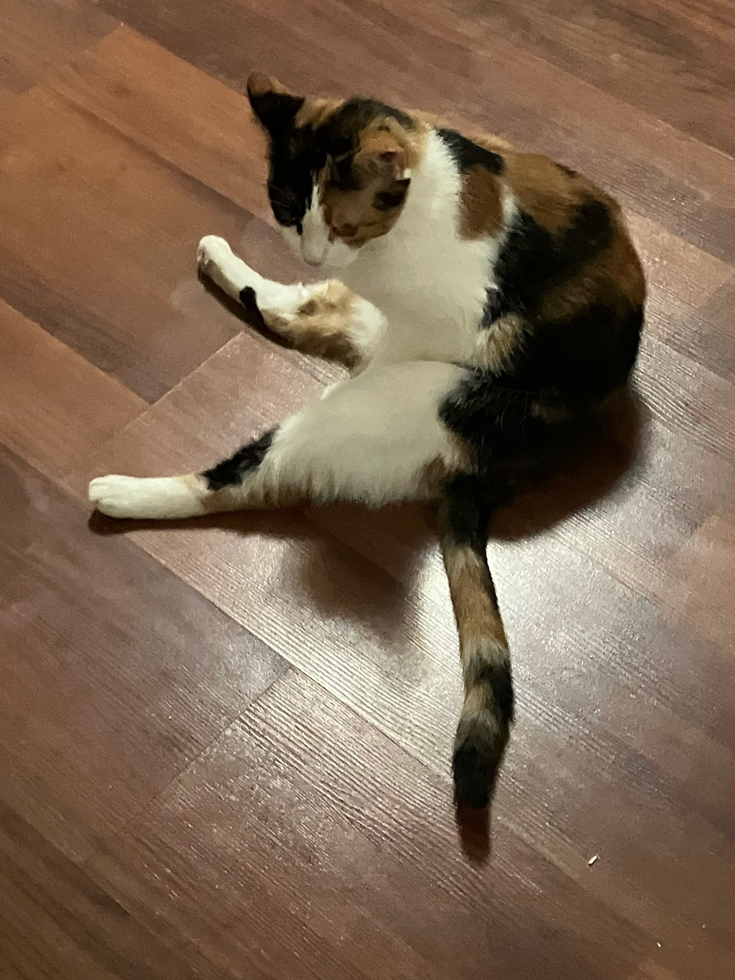 @sweetiethecalicocat