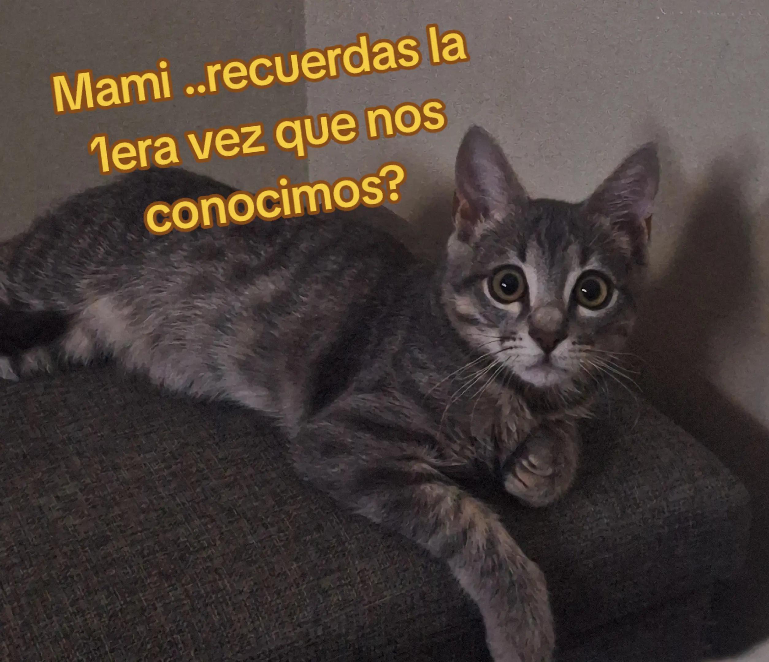 @Giovanna 🖤🎵✨️