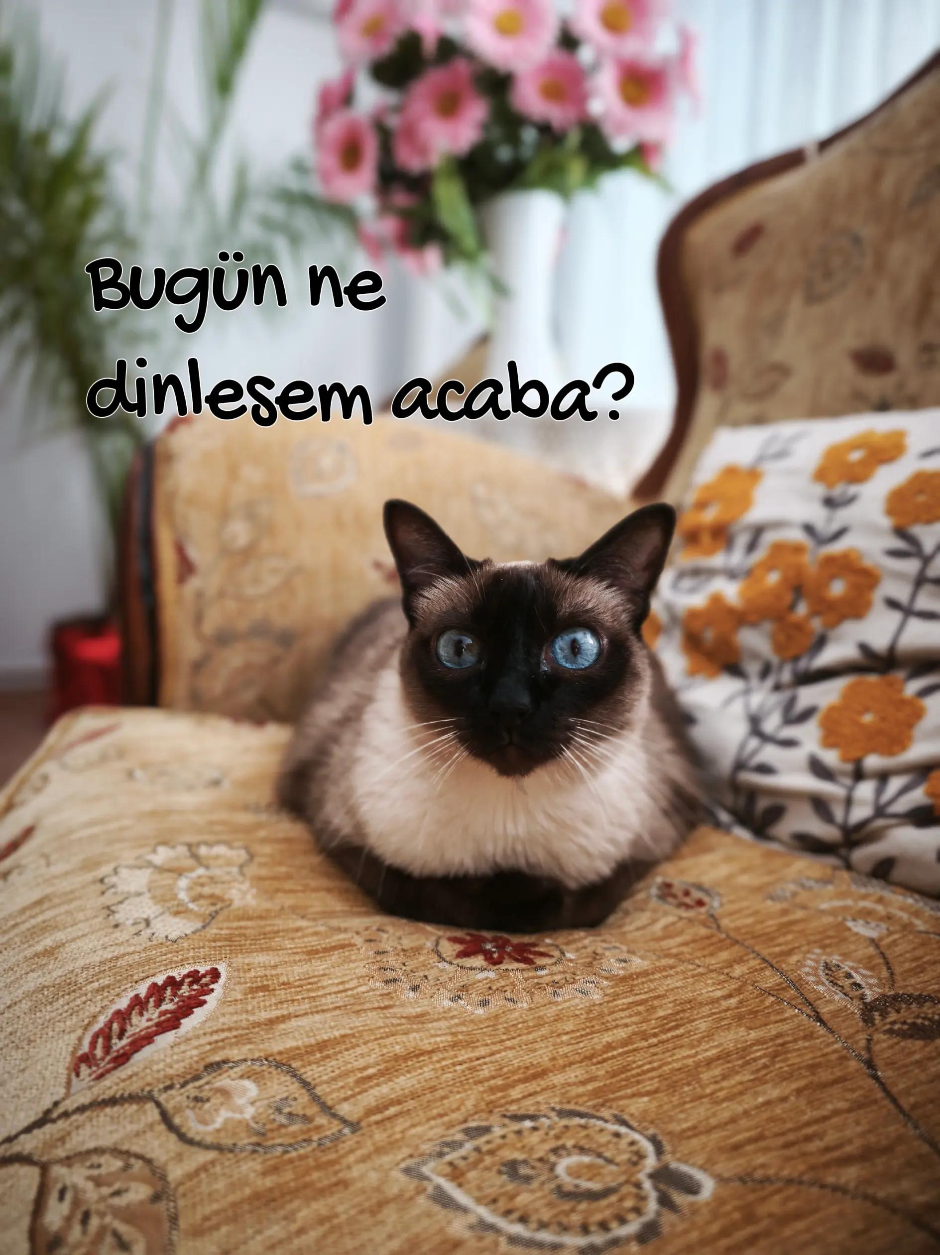 @Serbay