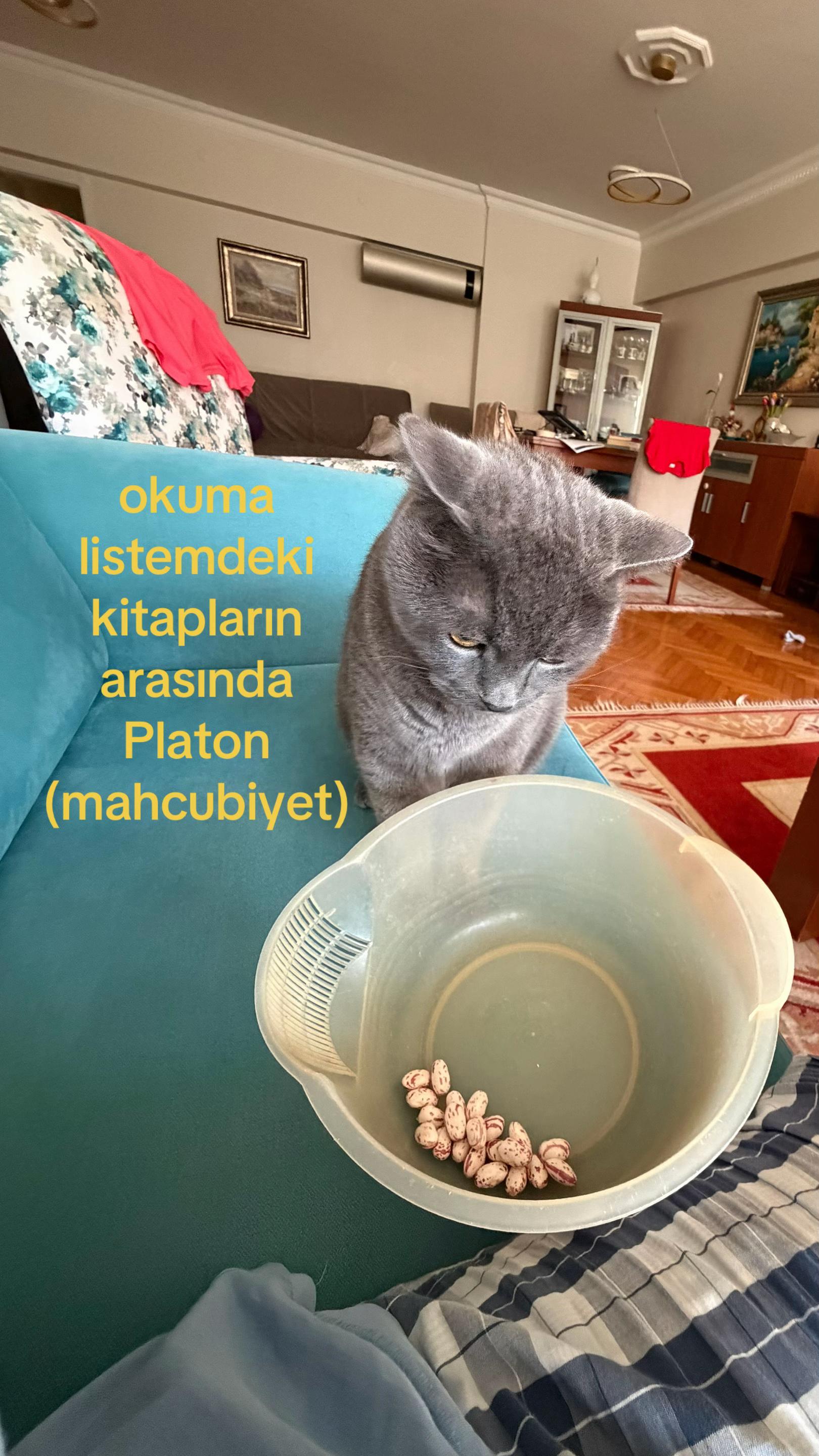 @arpiveipo
