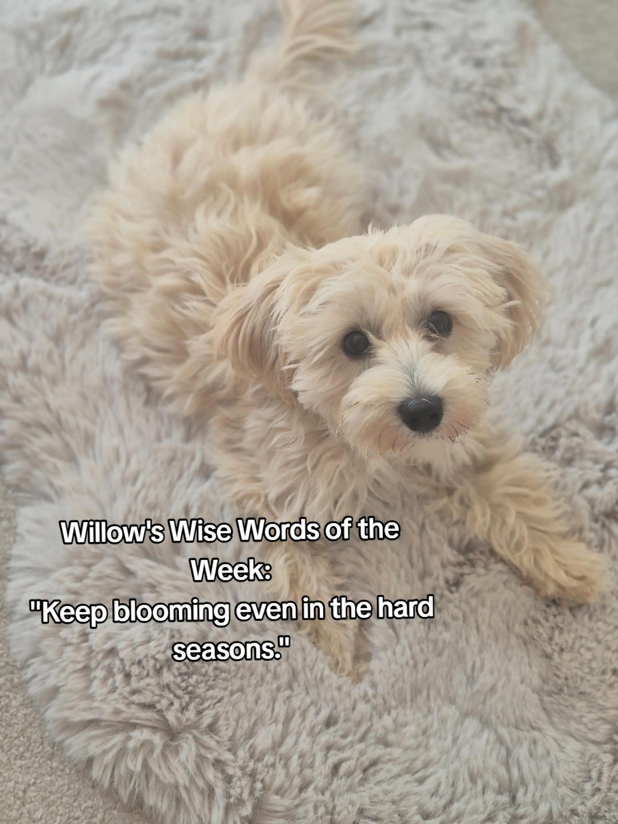@Willow✨️