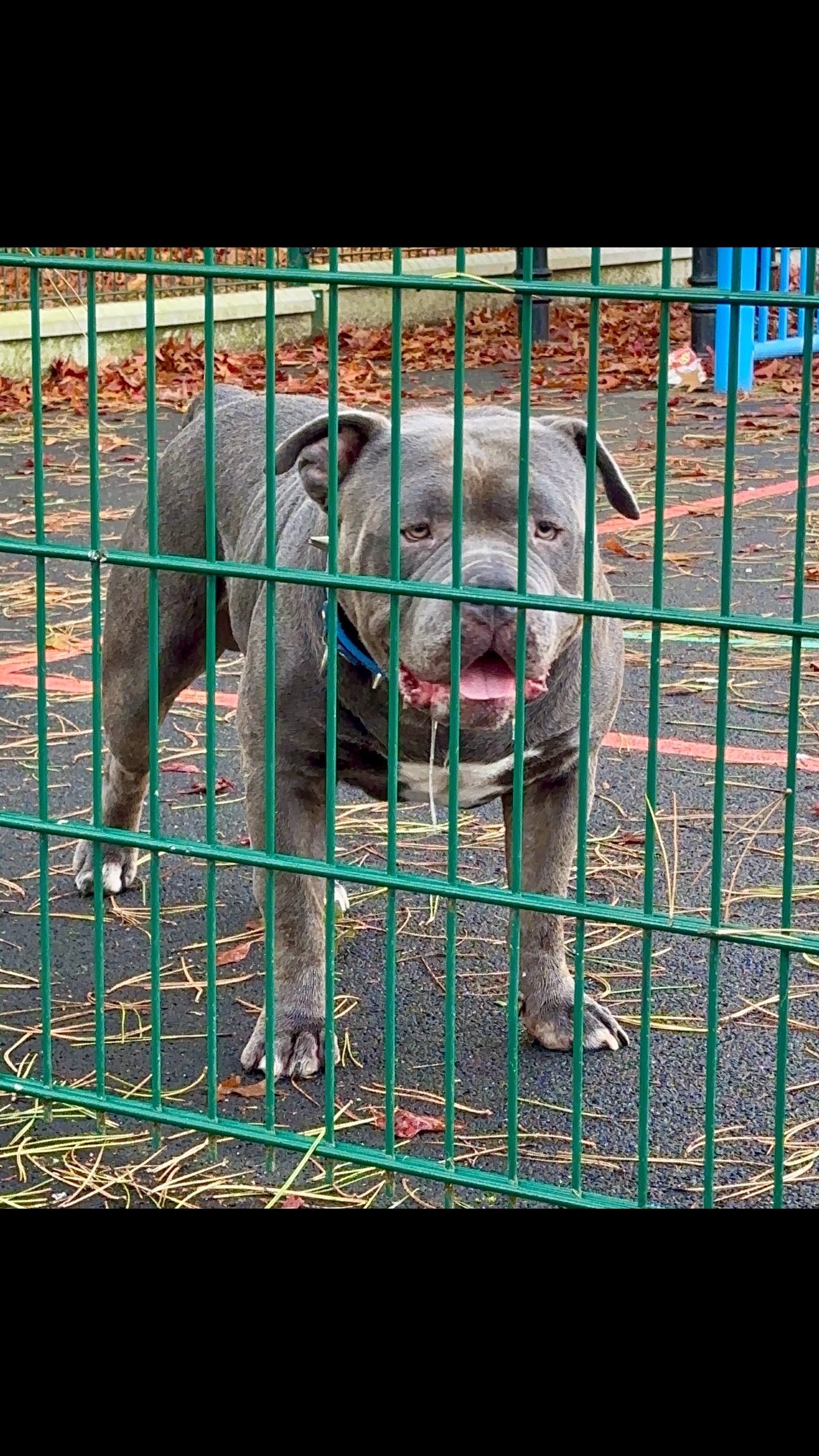 @GordiTheBully