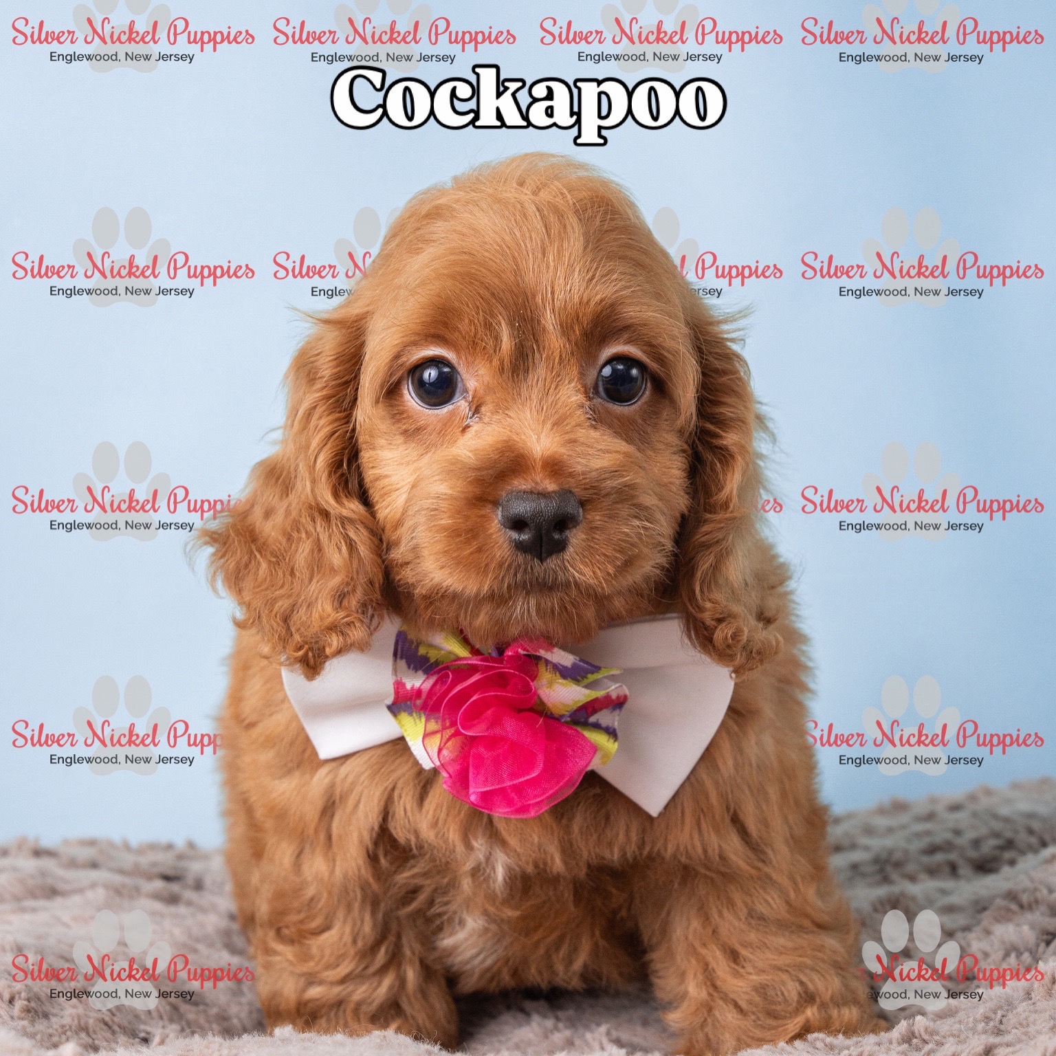 @Silver Nickel Puppies