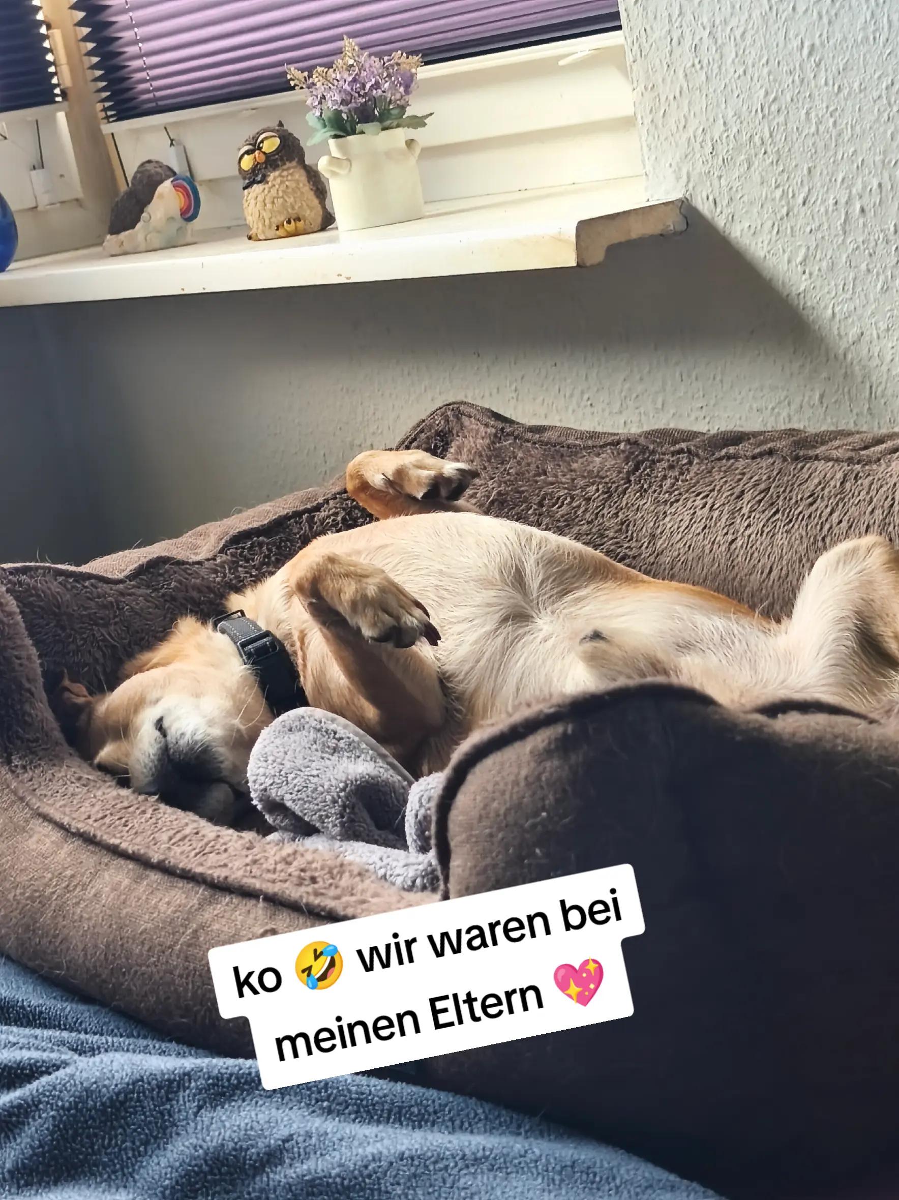 @❤️Kathi❤️Milow🐕❤️