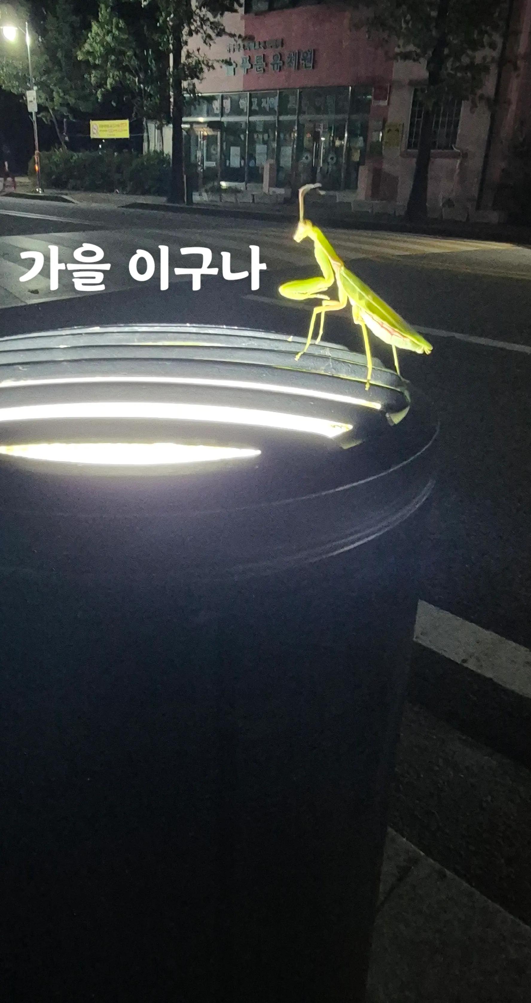 @썩은참치 💙🤍❤️