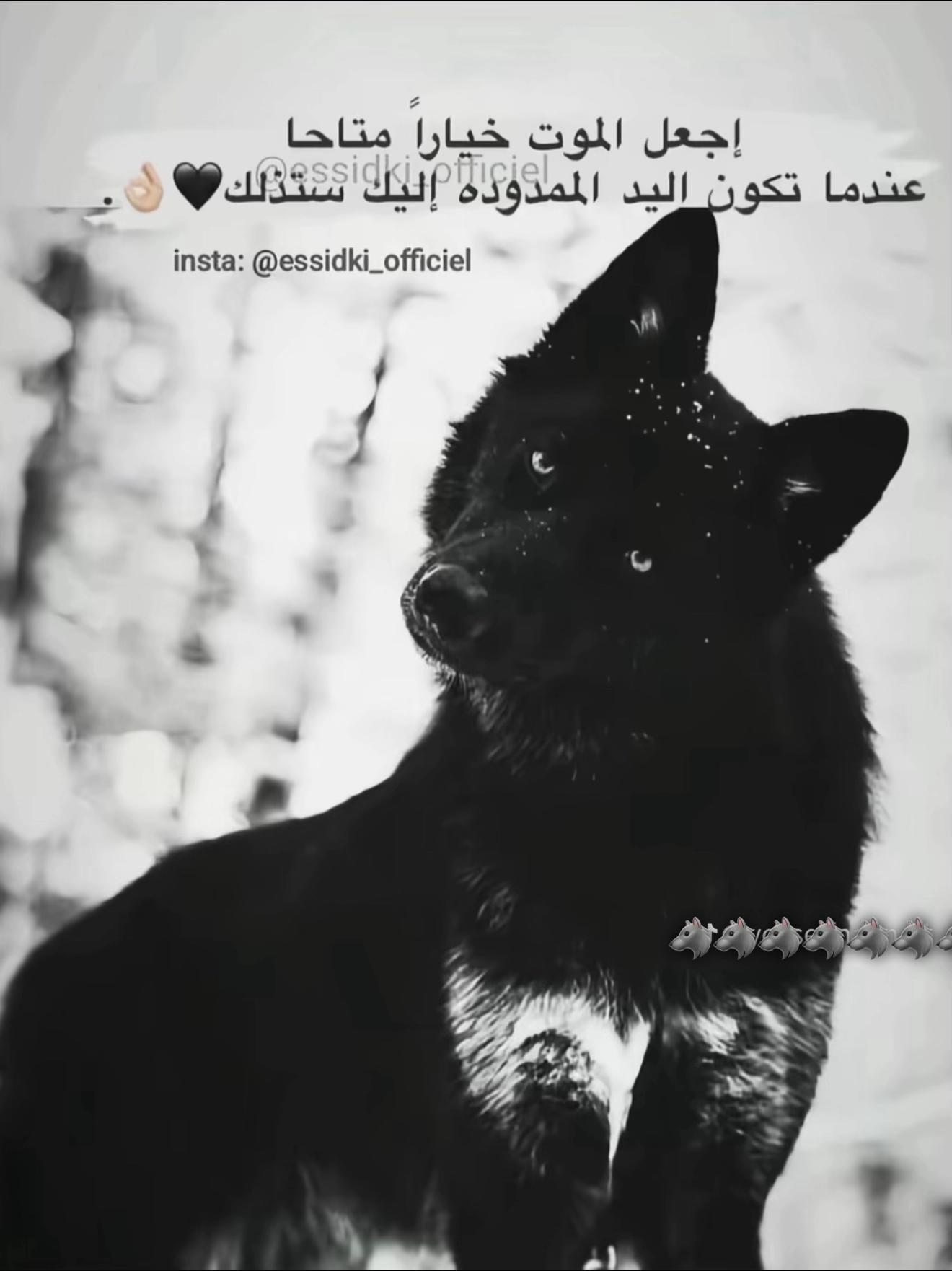 @كريم بوكس🐺🩶
