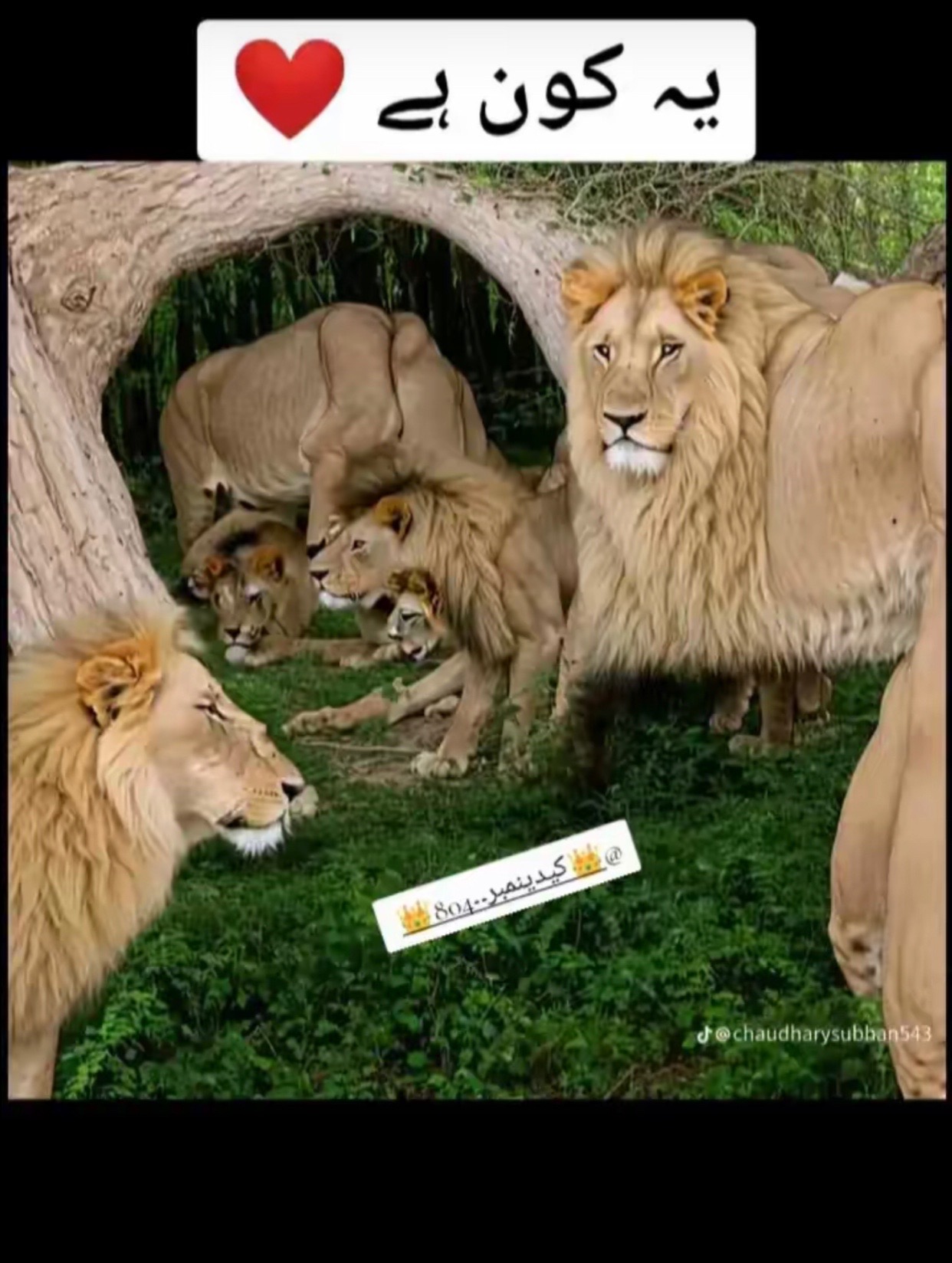 @JAHANZAIB KING ✮͢⁸⁰⁴➤⃝❤️꙰