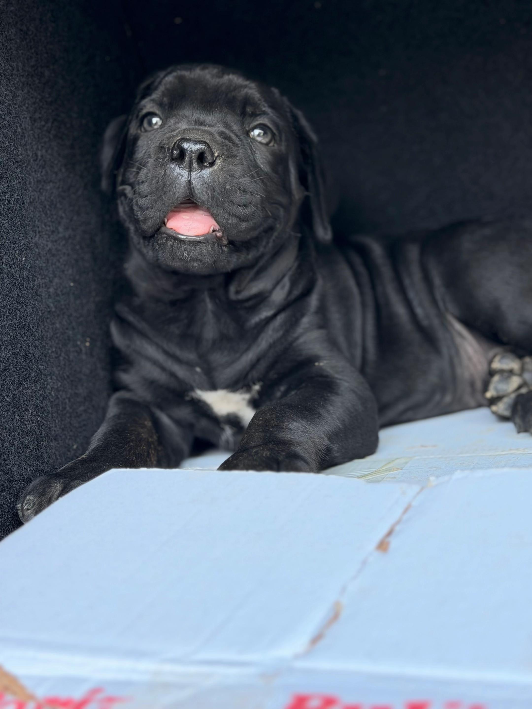 @NeroCaneCorsoKennel