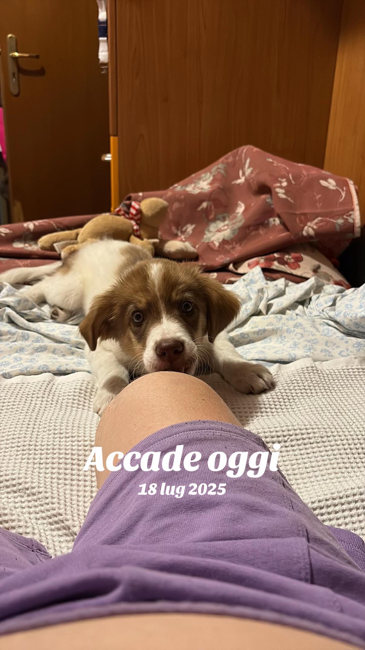 @Viktoria & Ice 🐶&hearts;️