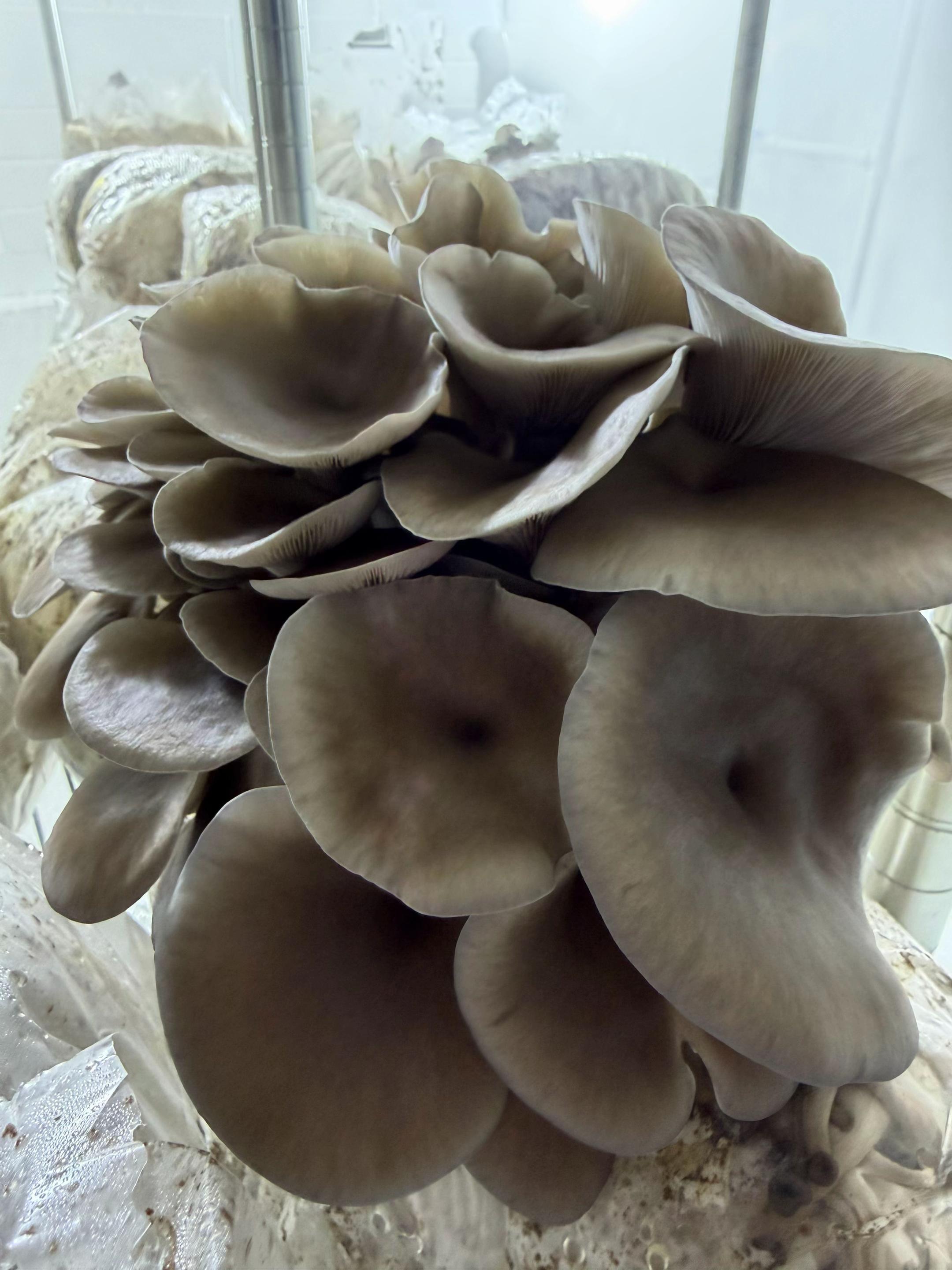 @The Mushroom Hub