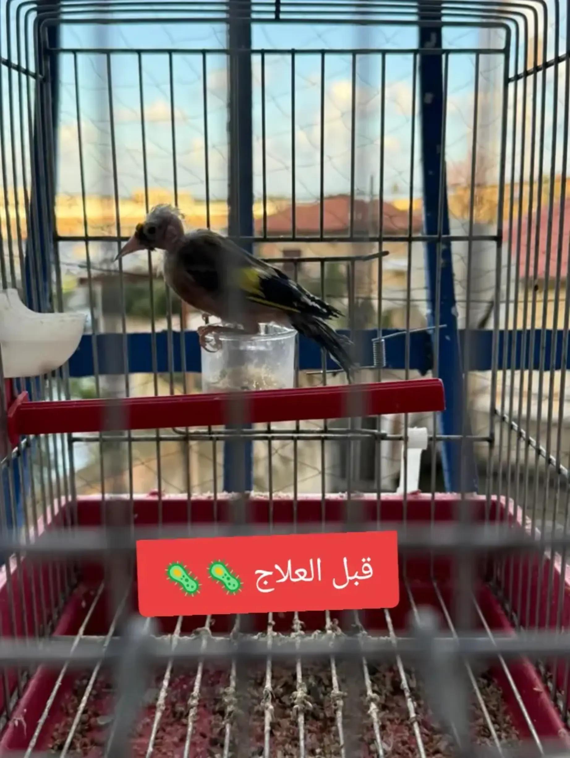 @King Mohamed 🐦