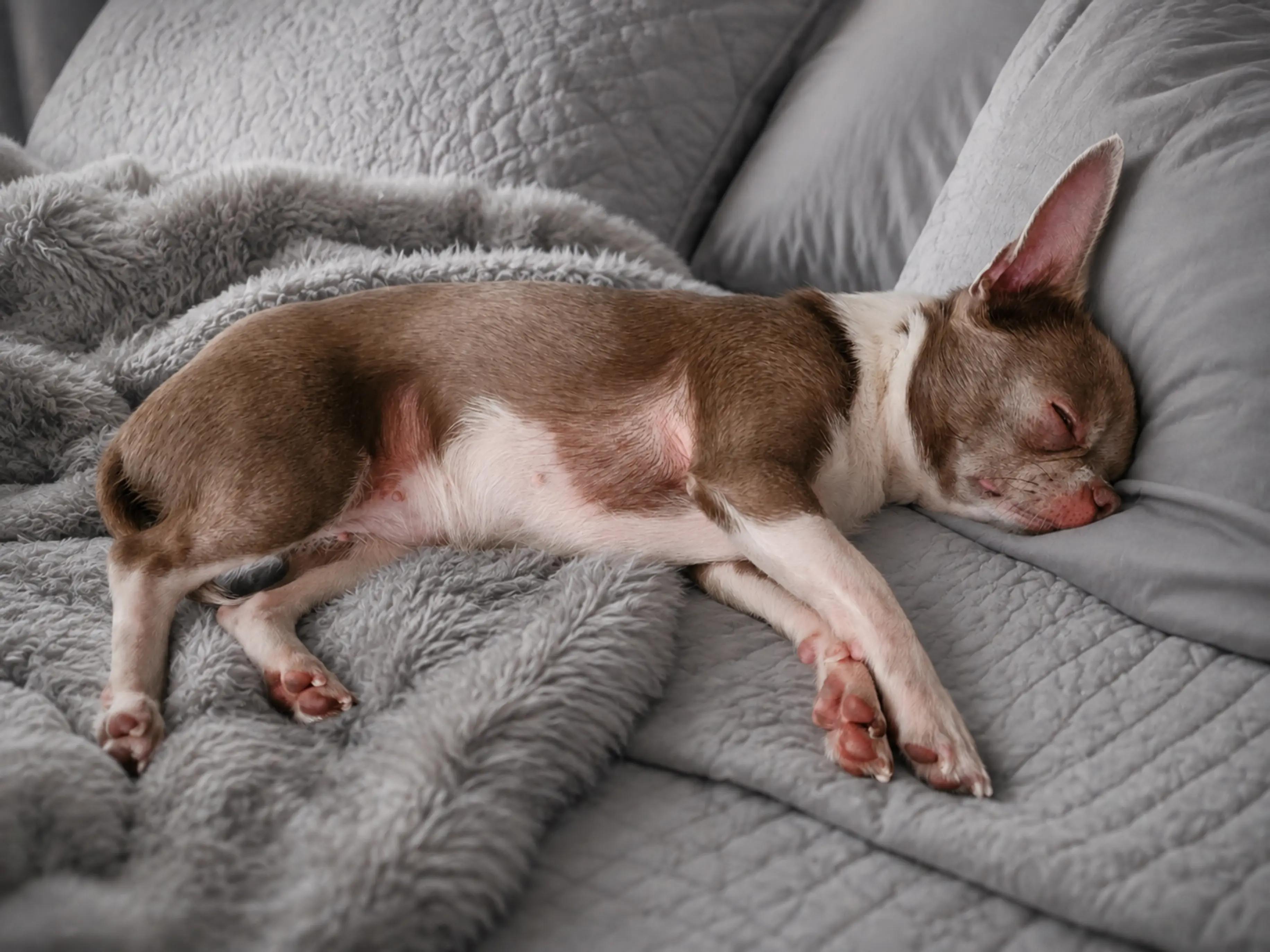 @RufinaChihuahua