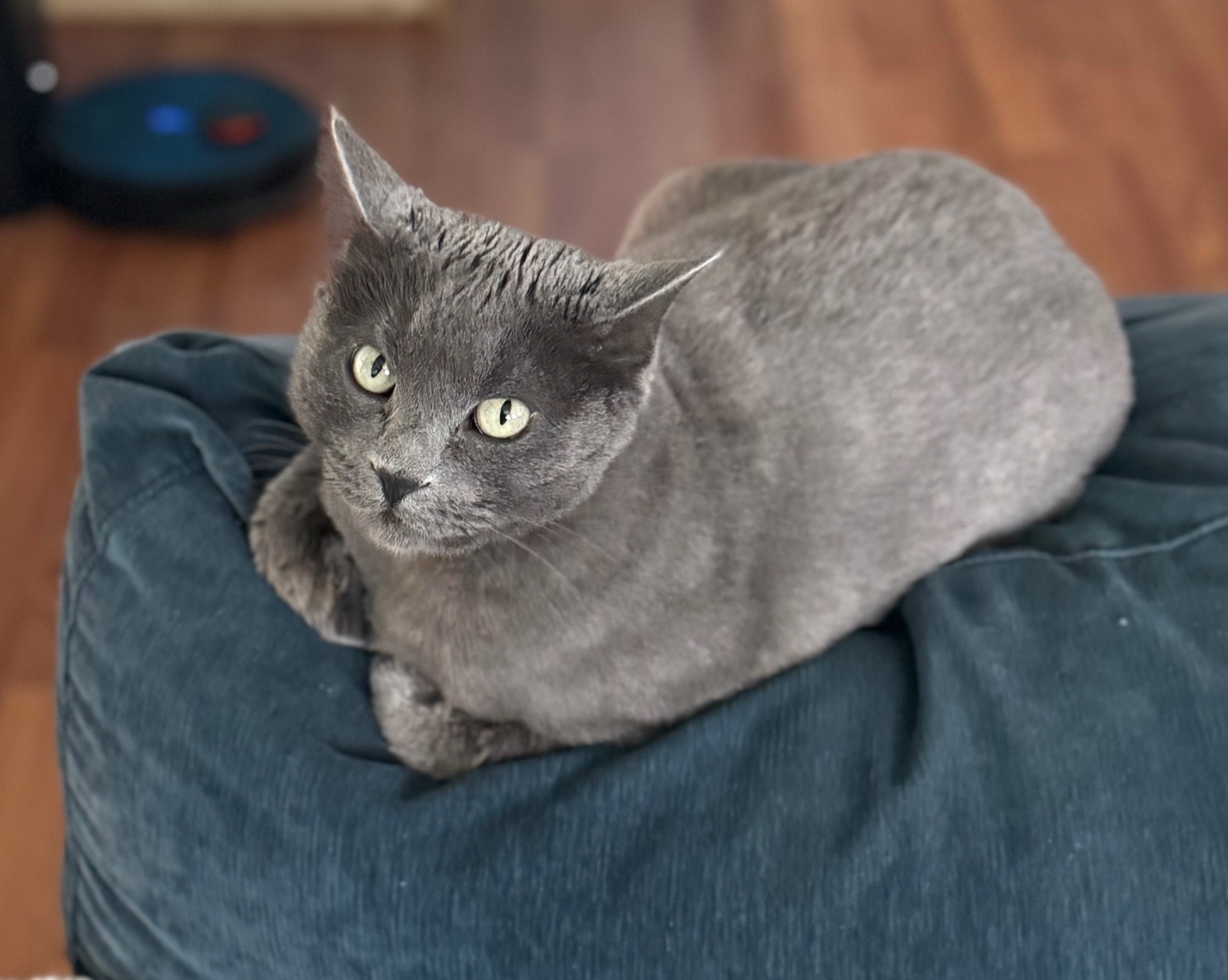 @mischievousmoblincat
