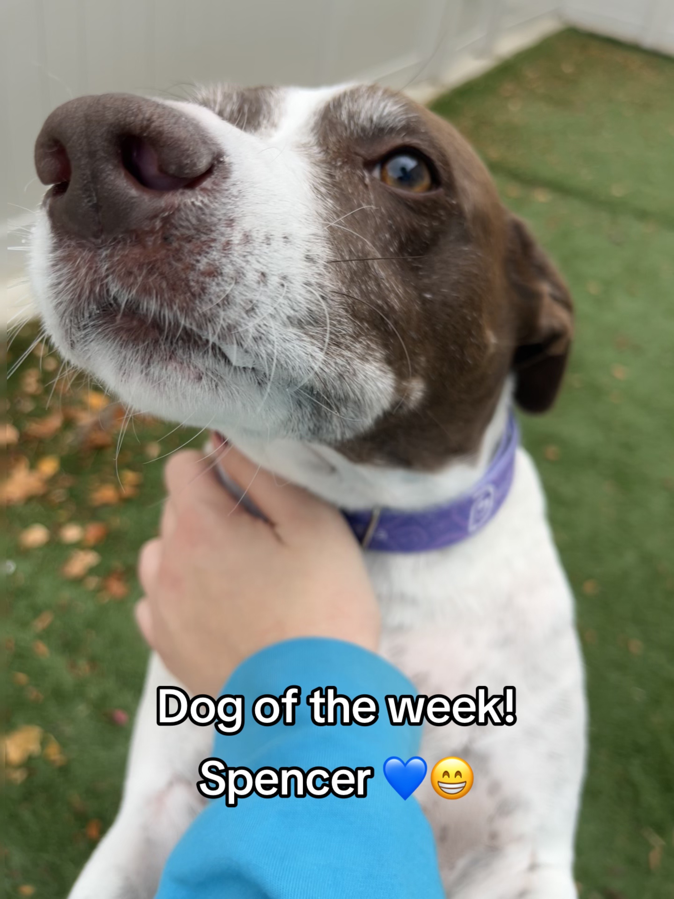 @Dogtopia South Ann Arbor