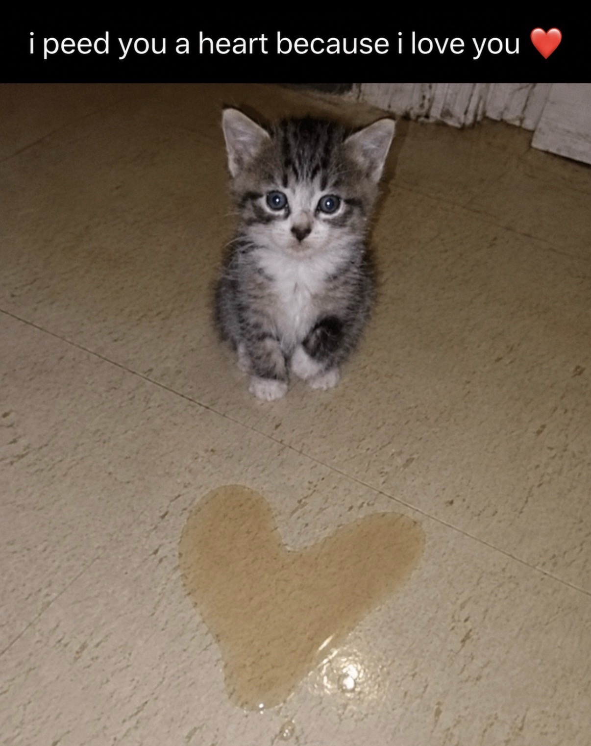 @cat memes