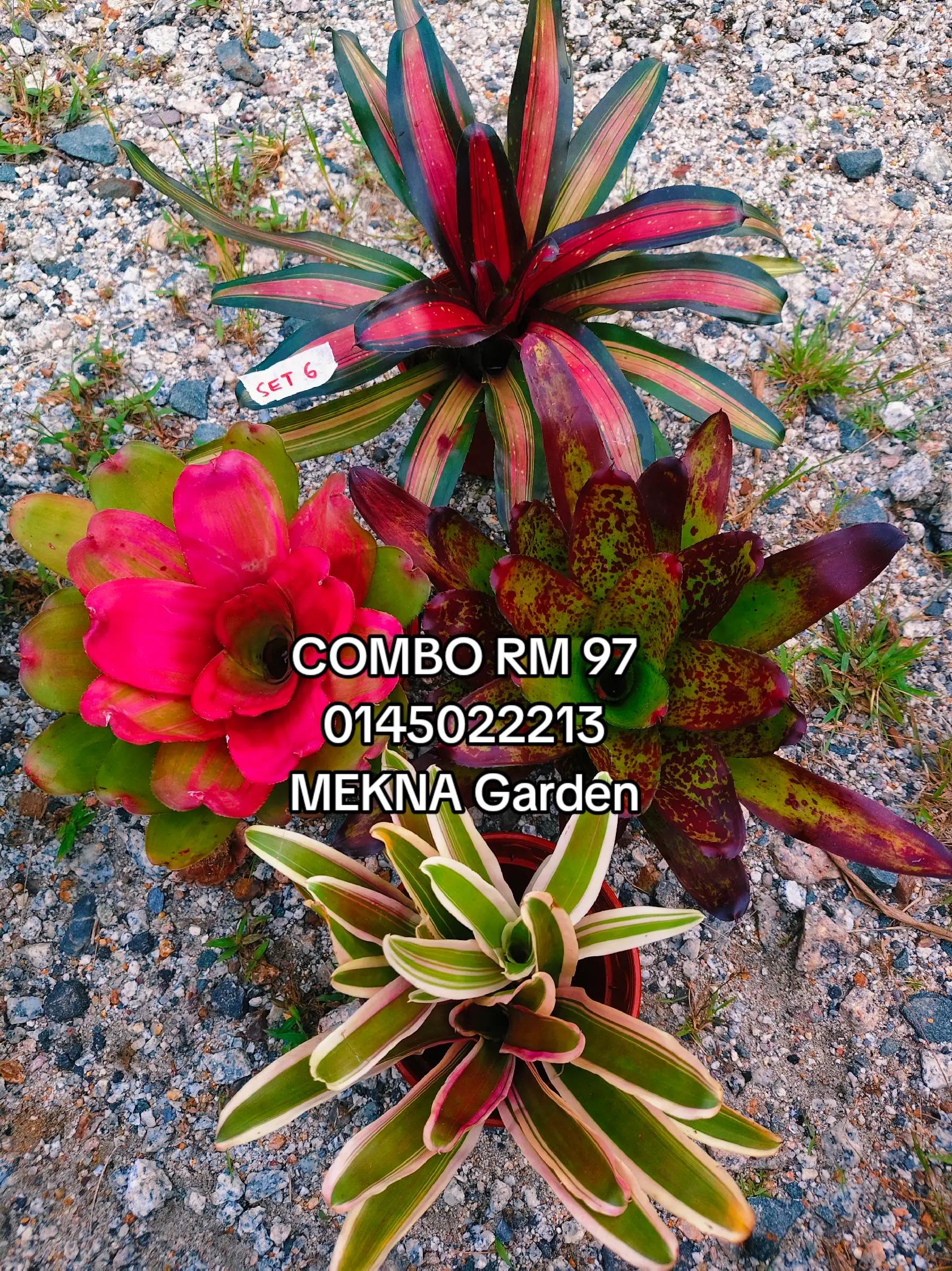 @MEKNA Garden