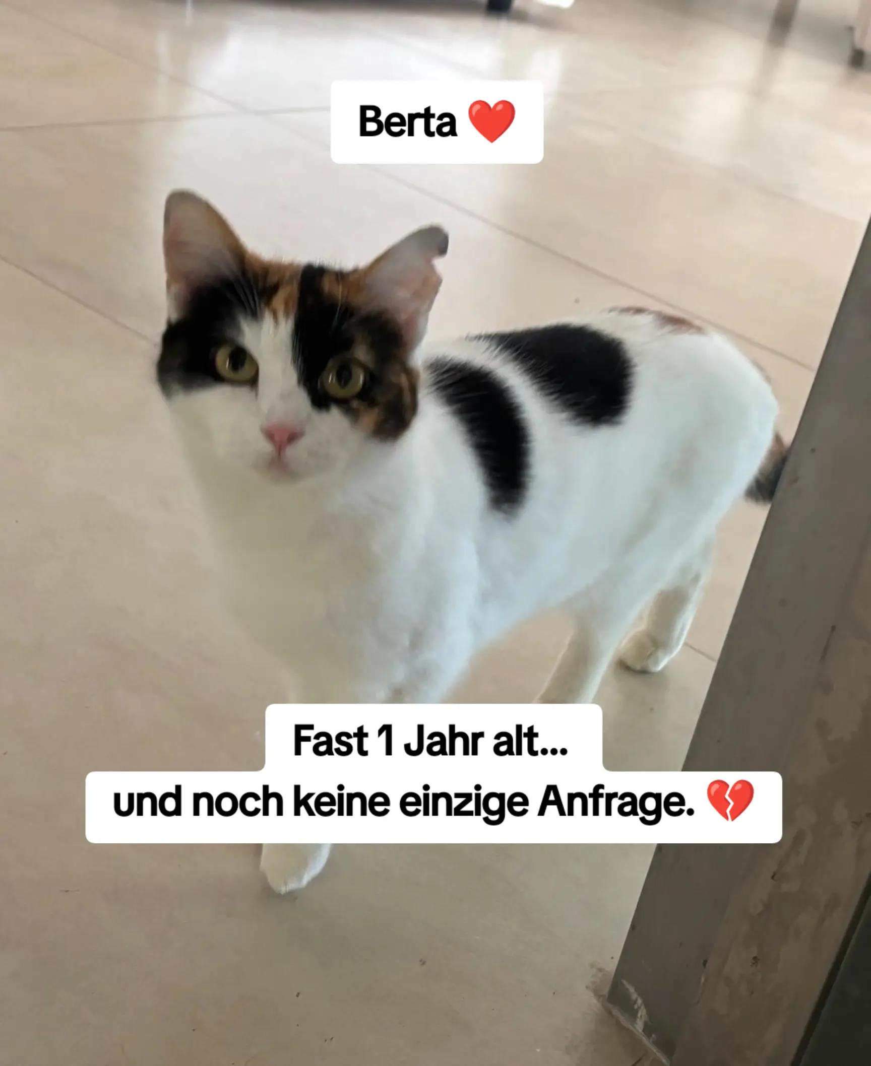 @Katzenblicke e.V.