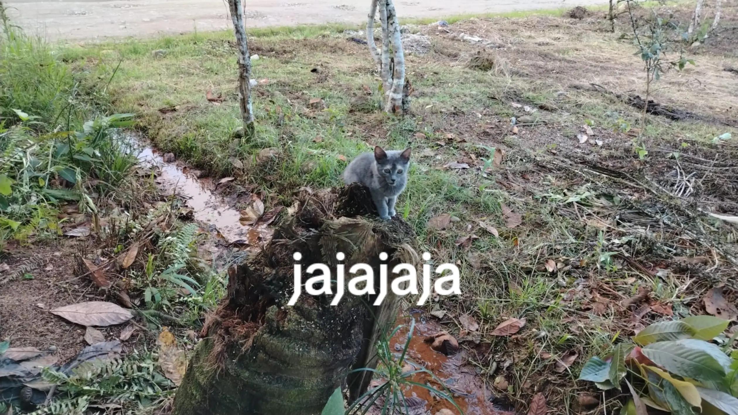 @Corazón indomable