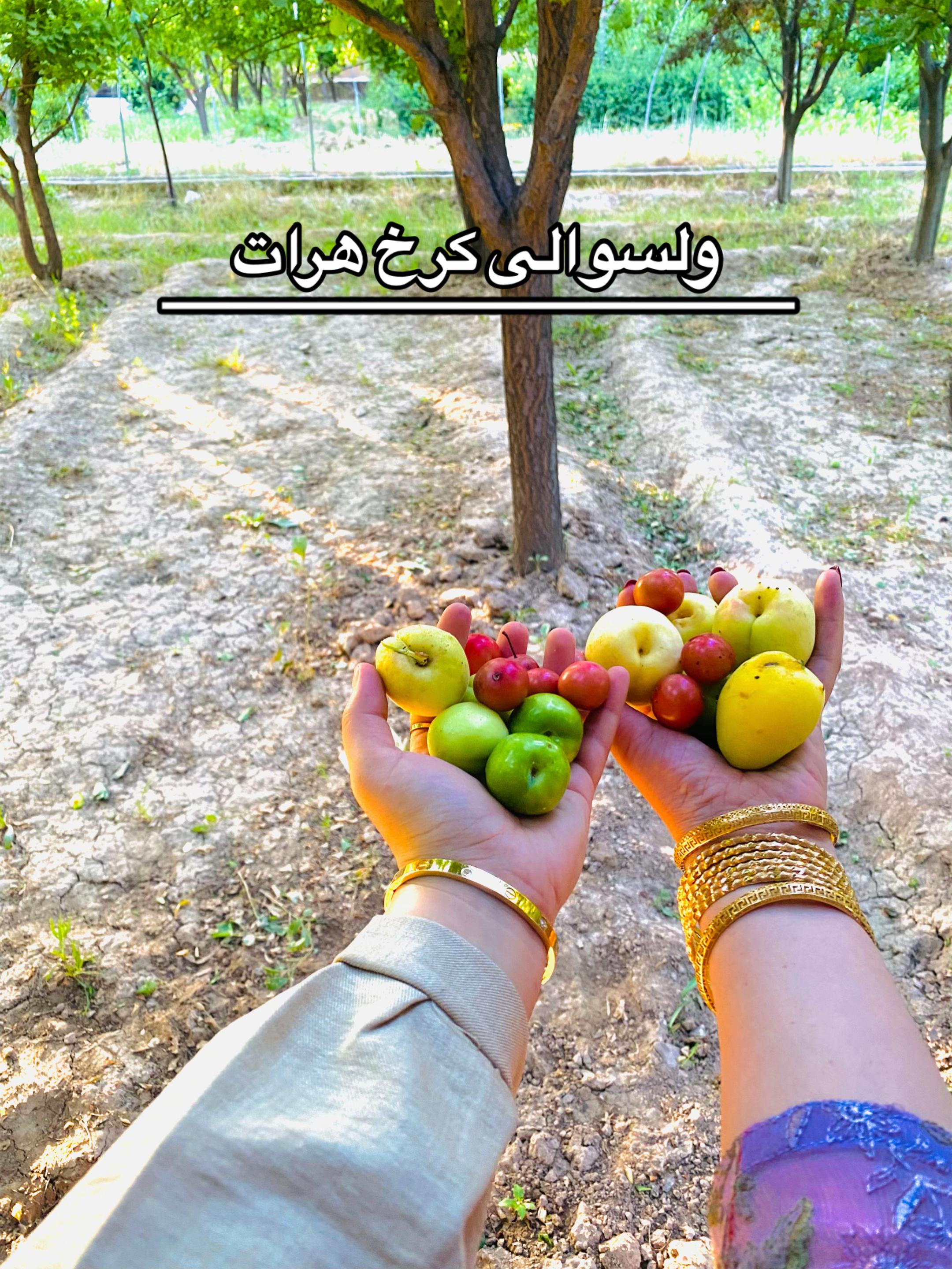 @__yalda__