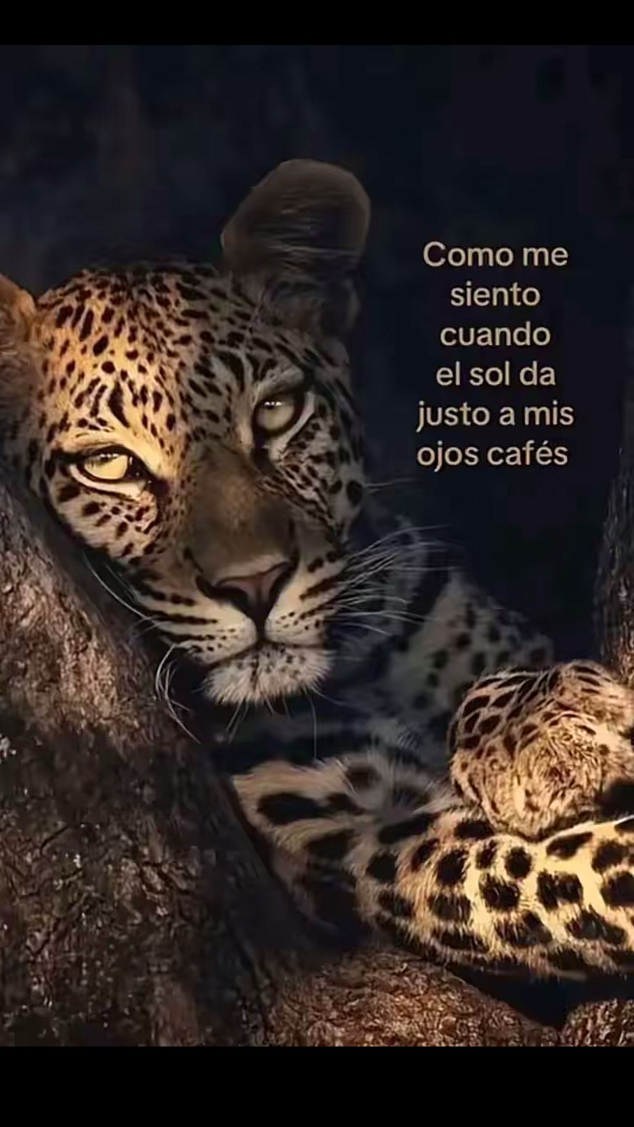 @🇸🇻🎱🐺 Estrellita 🐺🎱🇸🇻