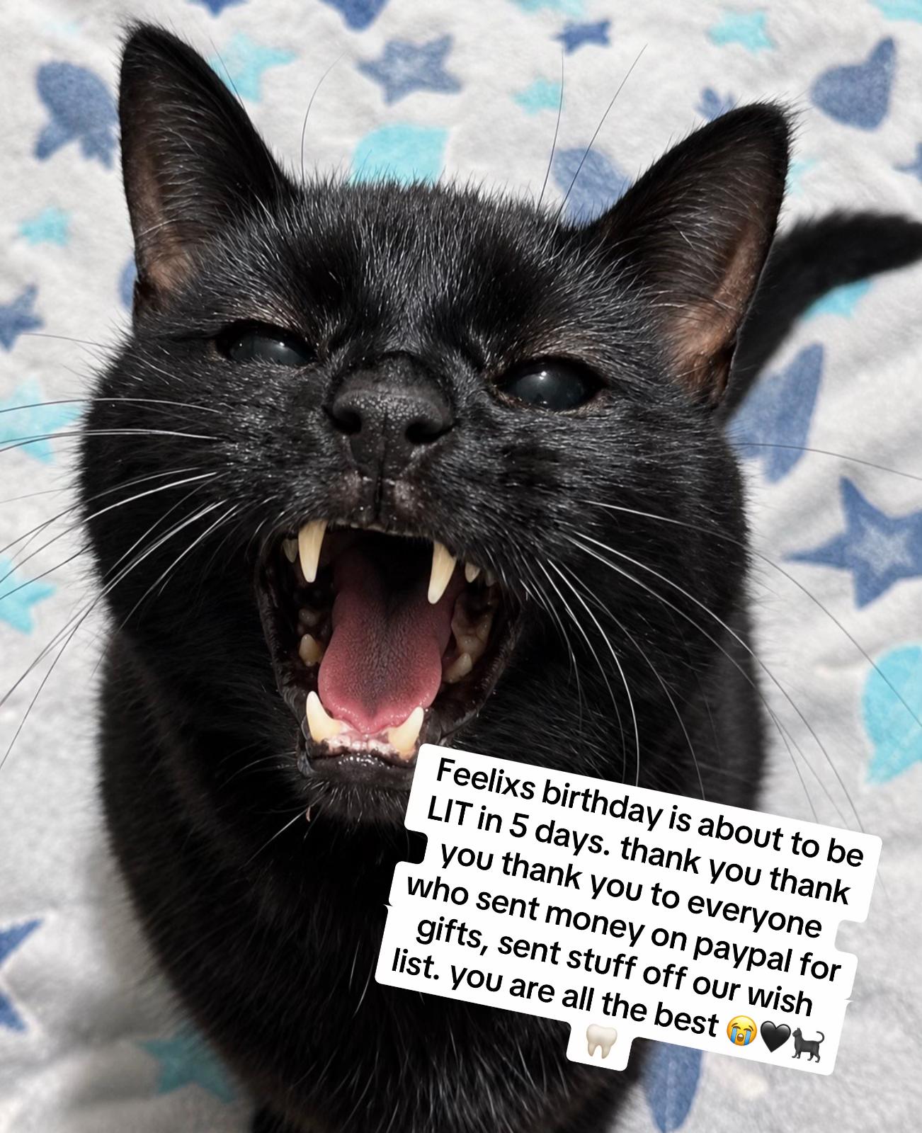 @Teefie_tribe 🐈⬛🐈⬛🐈🦷🦷