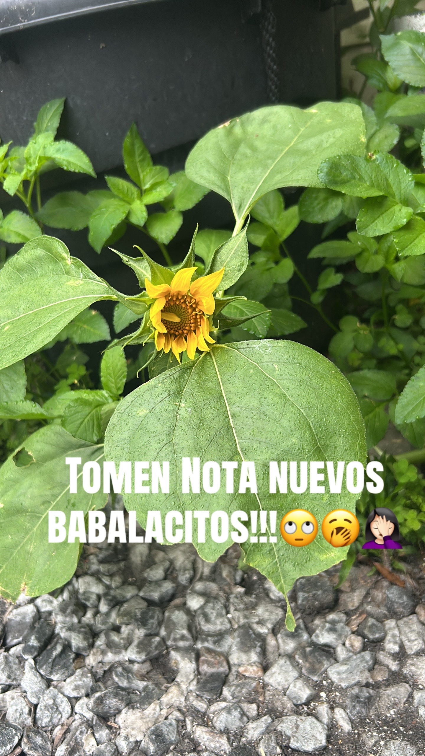 @Lacasadeeggun🤍🖤