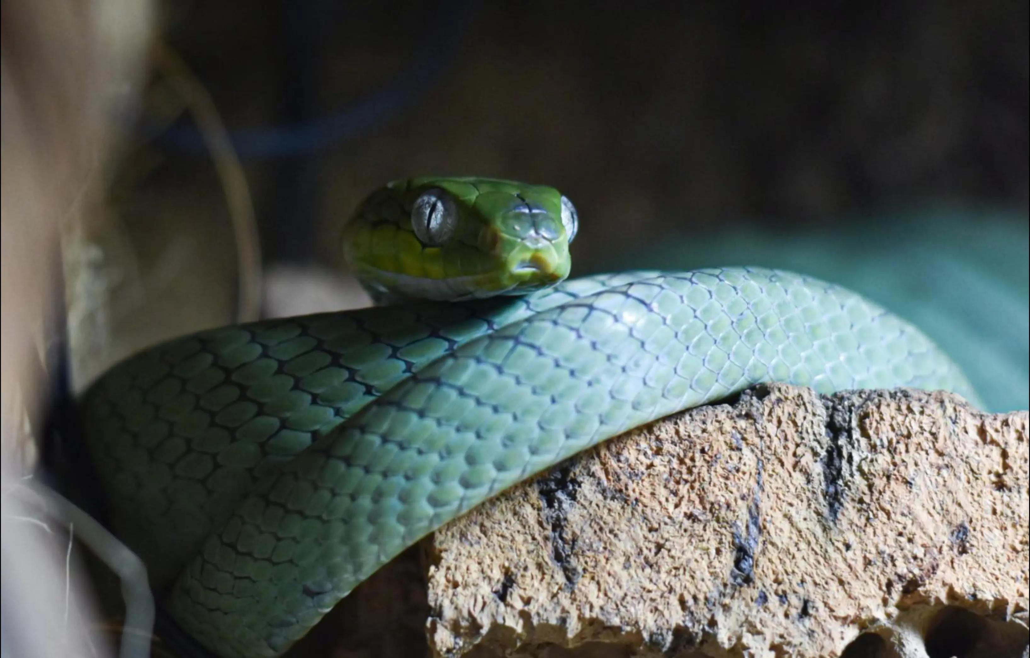 @T & N reptiles