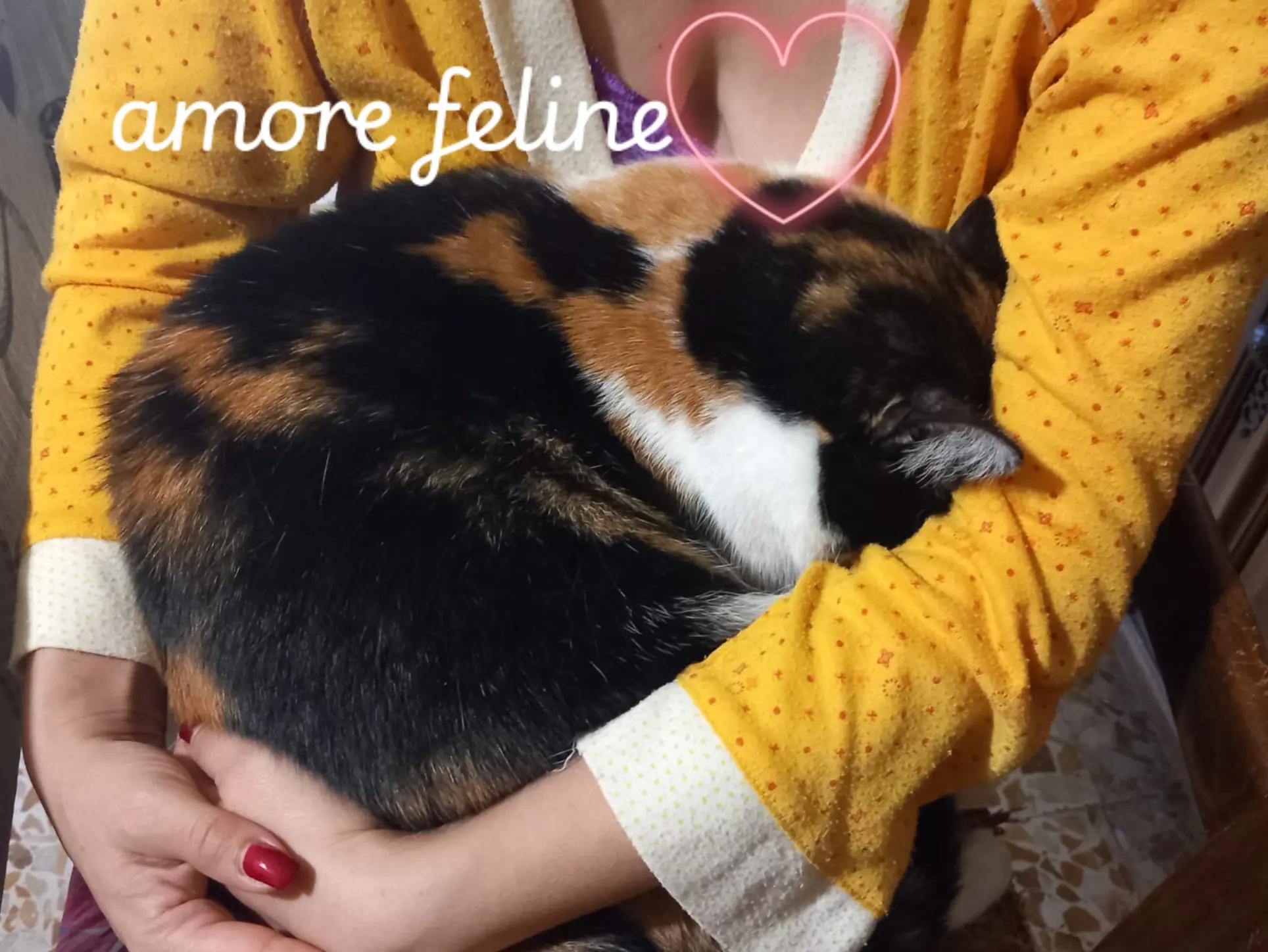 @amica dei gatti