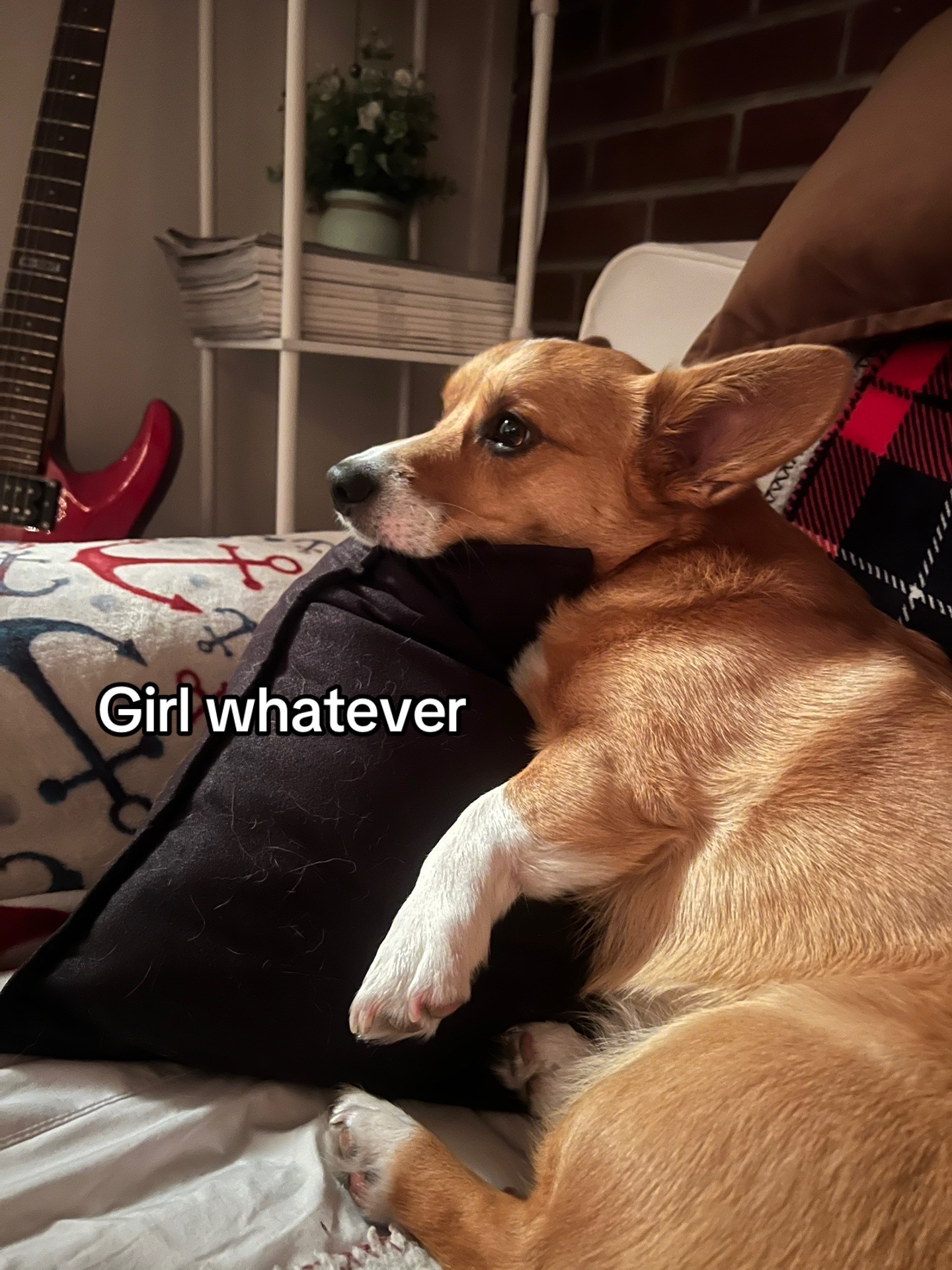@Cosmo The Cute Corgi